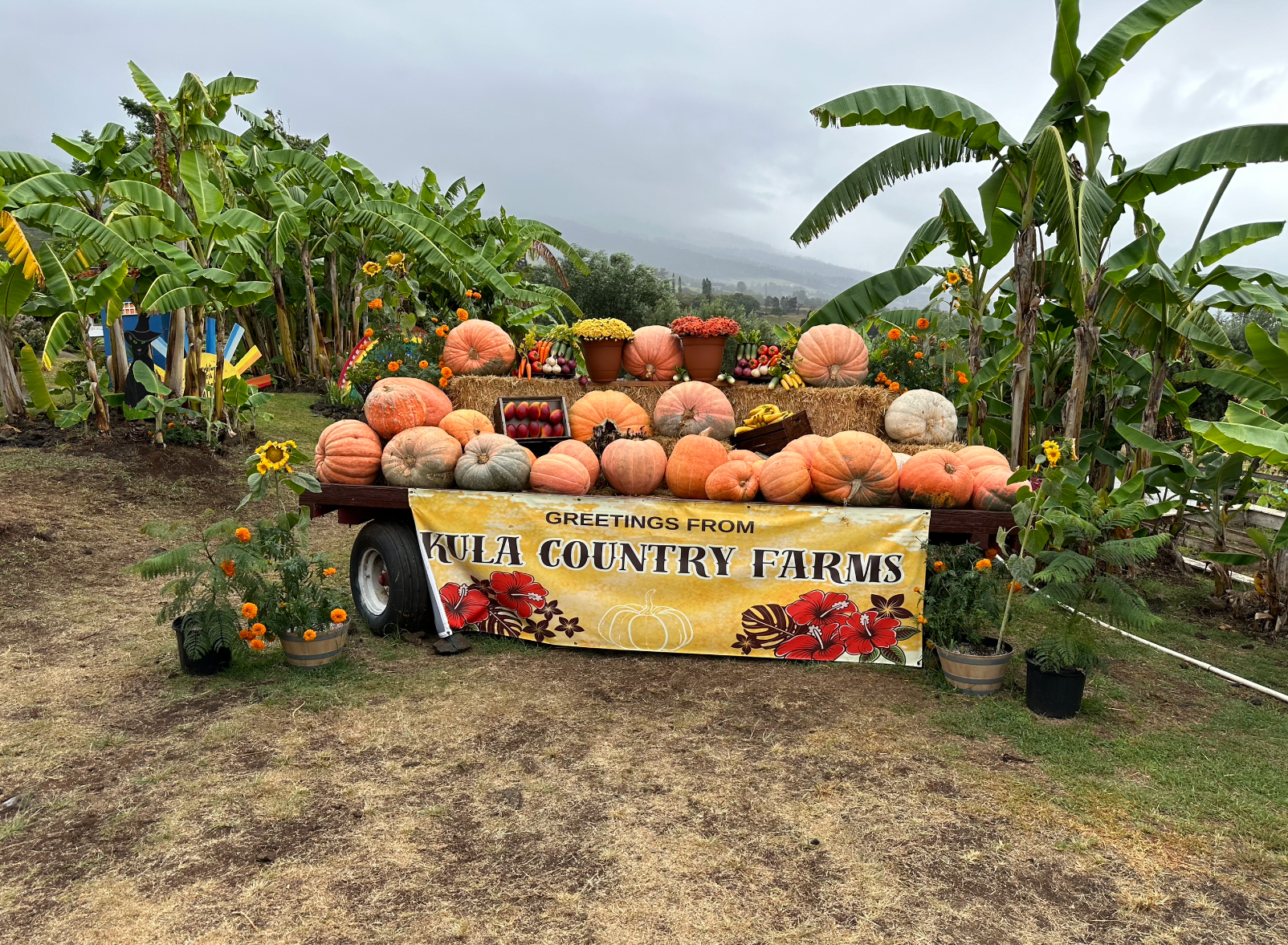 Greetings from Kula Country Farms with pumpkins and palm trees in Maui