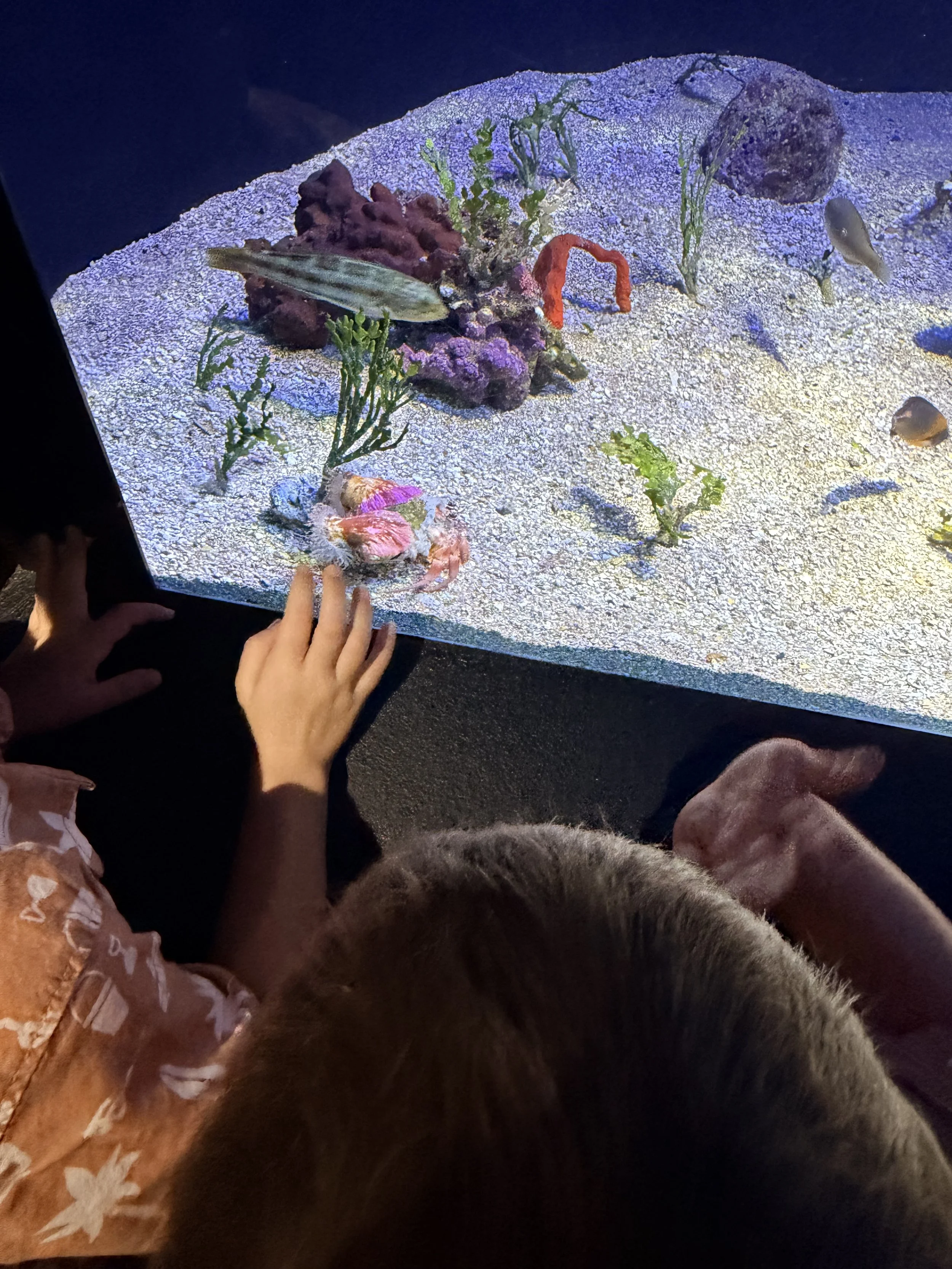 Maui ocean Center tank with kids looking at a colorful shell on a crab