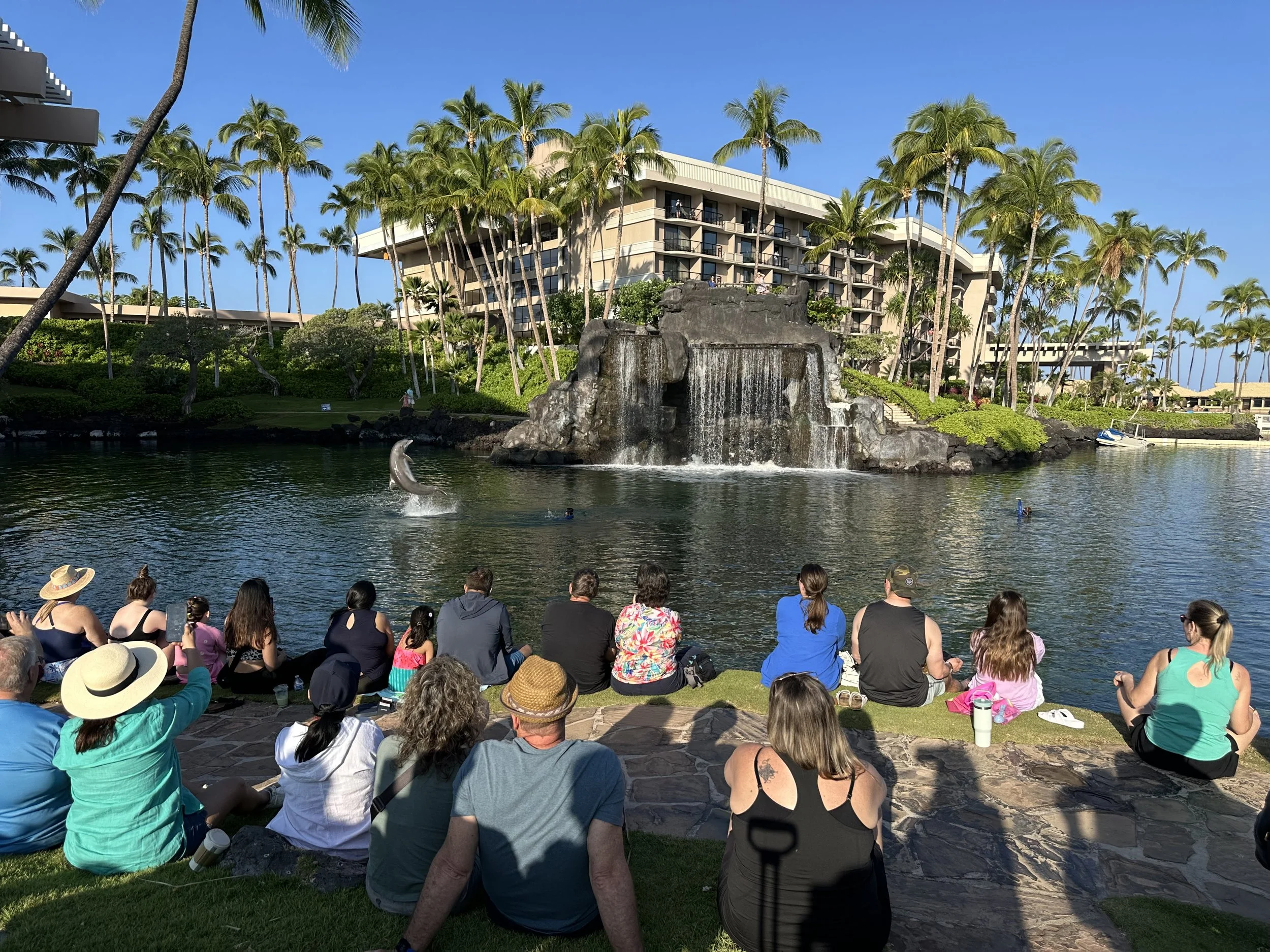 Which Island is best? Dolphins at the Hilton Waikoloa are great for families