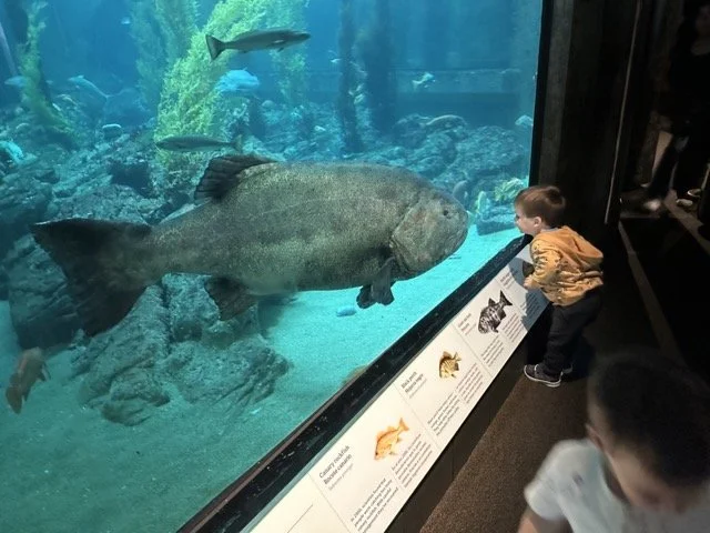 Fish bigger than our toddler at the Monterey Bar Aquarium
