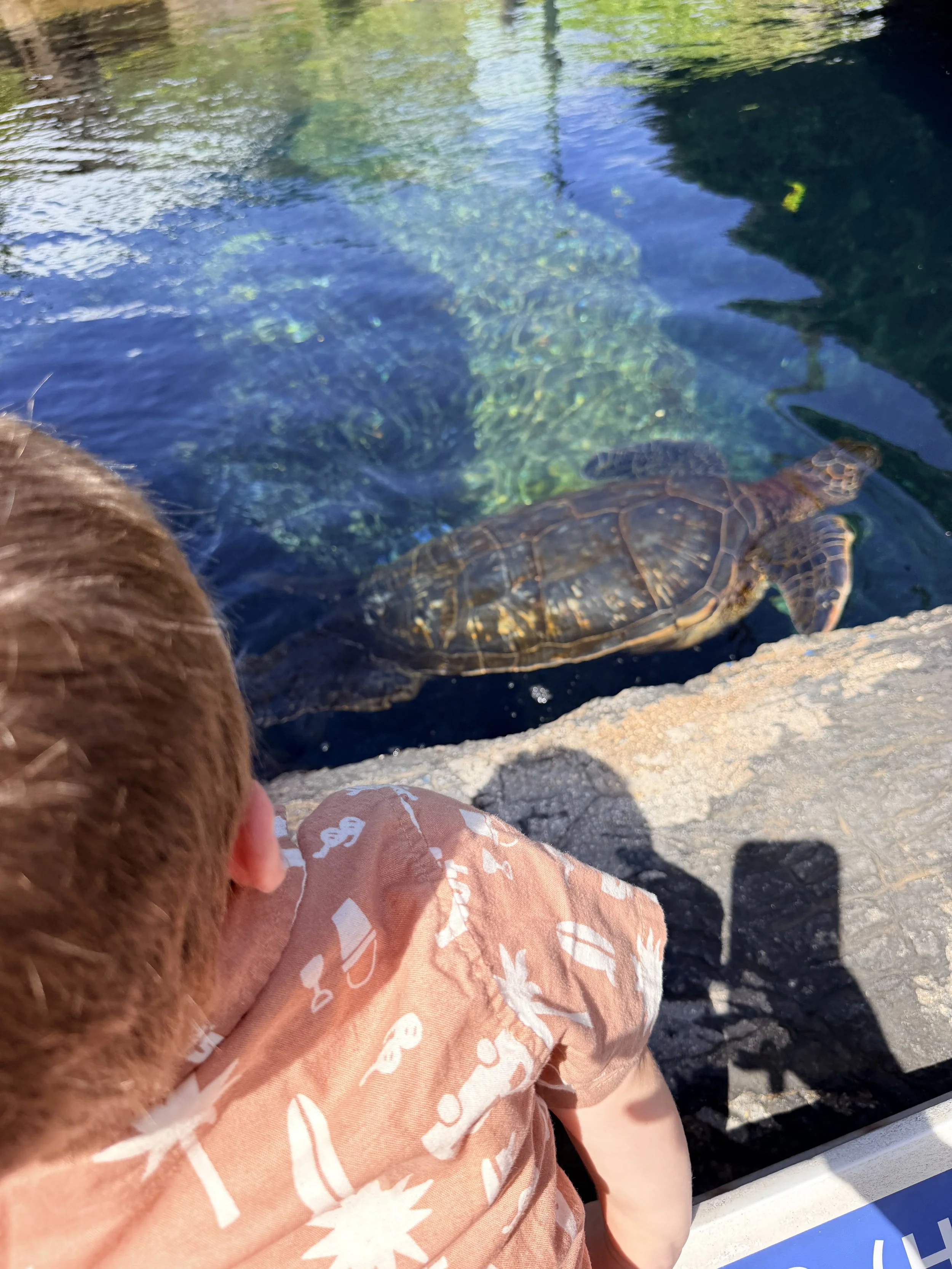 Turtle swimming in Maui Ocean center with toddler watching