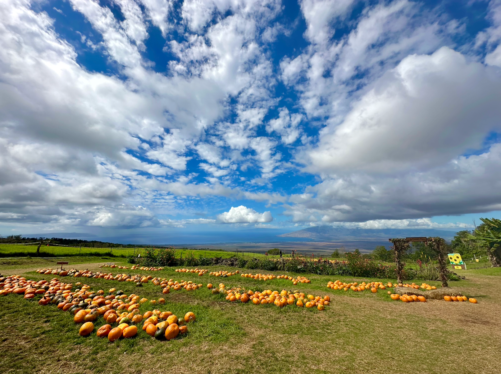 Pumpkin Patch with ocean views at Maui's Kula County Farms in October