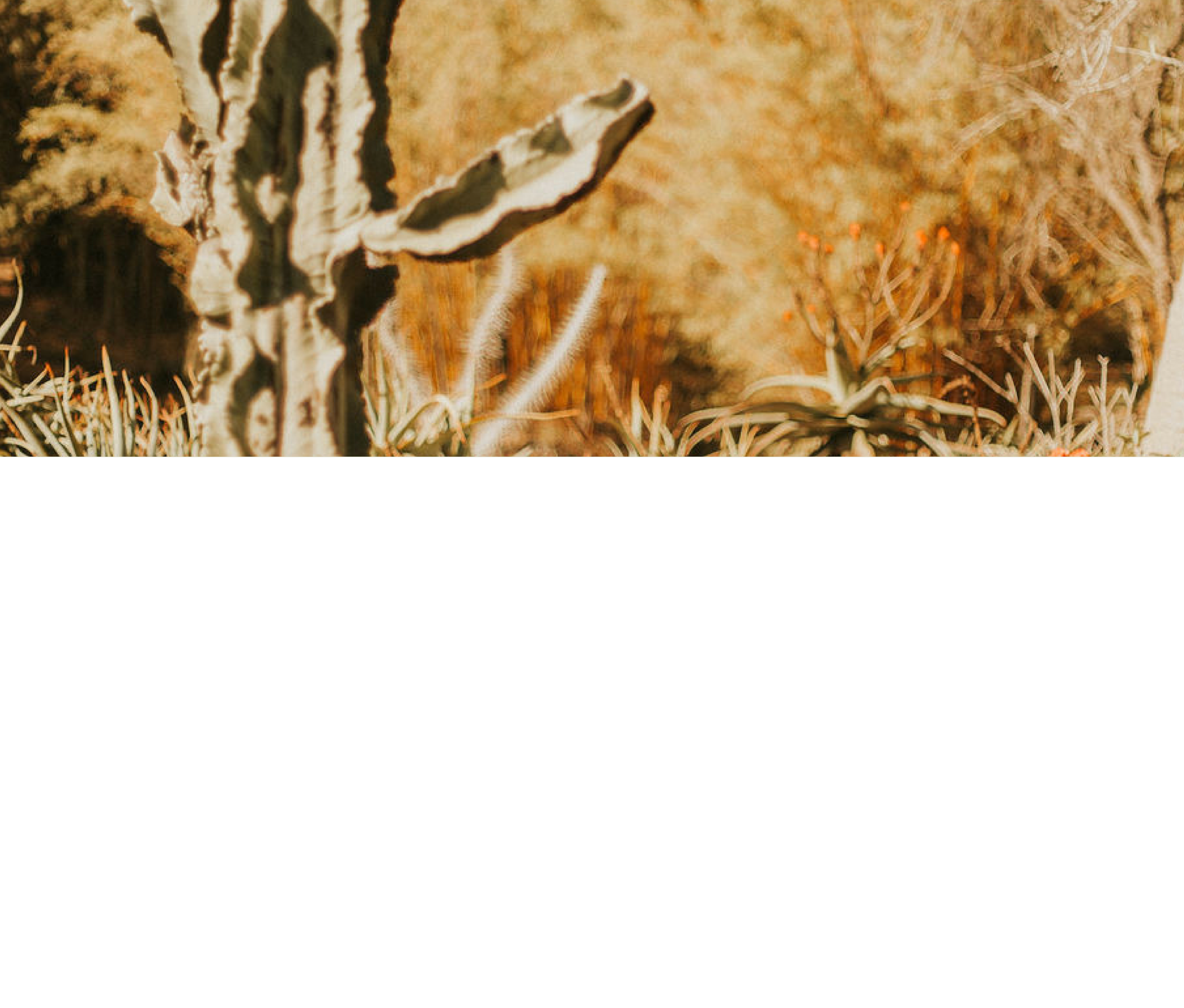 Copy of Feature Background Image DO NOT EDIT, MAKE A COPY.png