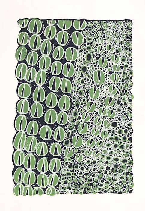  Maitland Ngerdu,  Saltwater Crocodile , silkscreen print on BFK Rives, 45 x 70cm, 2016. 
