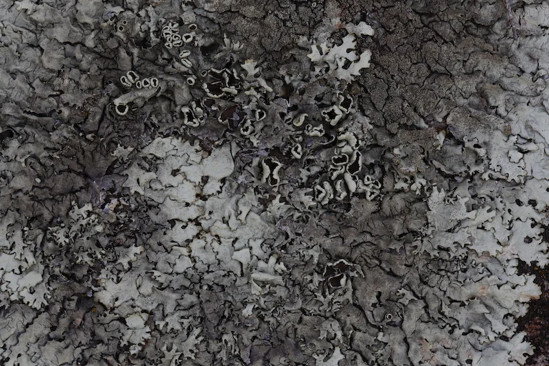 LICHENE_Ivonn Bergmoser_01_13A6741.JPG