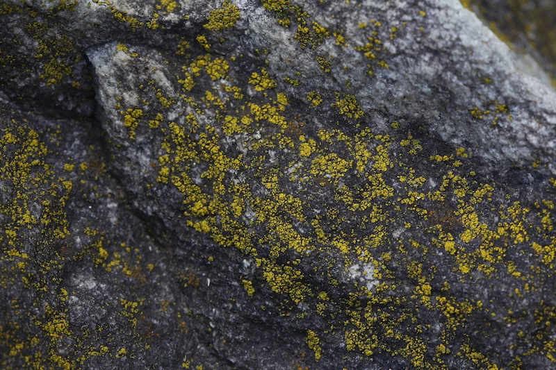 LICHENE_Ivonn Bergmoser_02_13A6799.JPG