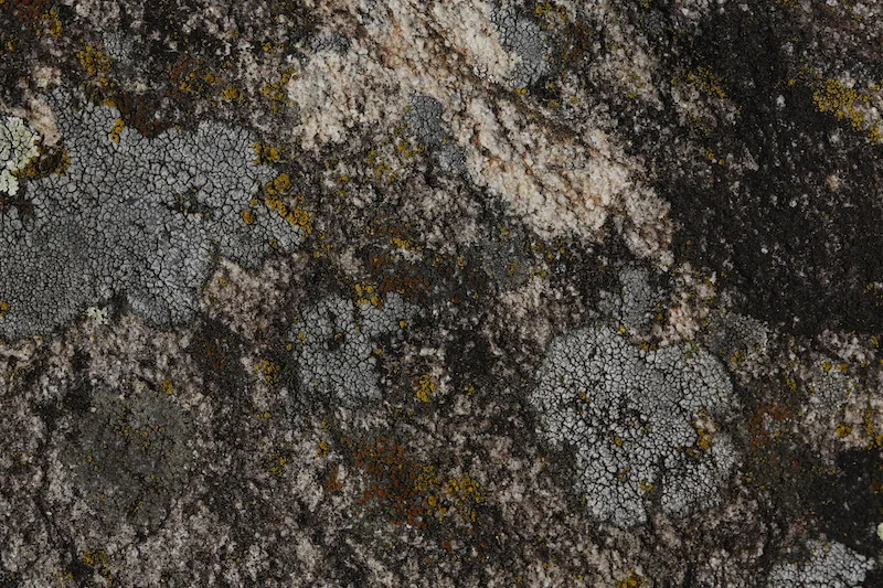 LICHENE_Ivonn Bergmoser_03_13A6807.JPG