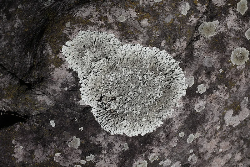 LICHENE_Ivonn Bergmoser_04_13A6501.JPG