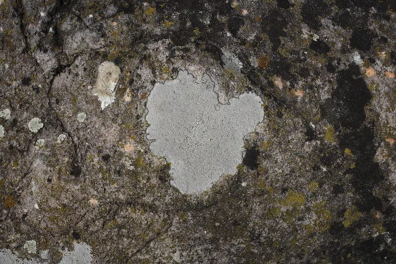 LICHENE_Ivonn Bergmoser_05_13A6684.JPG