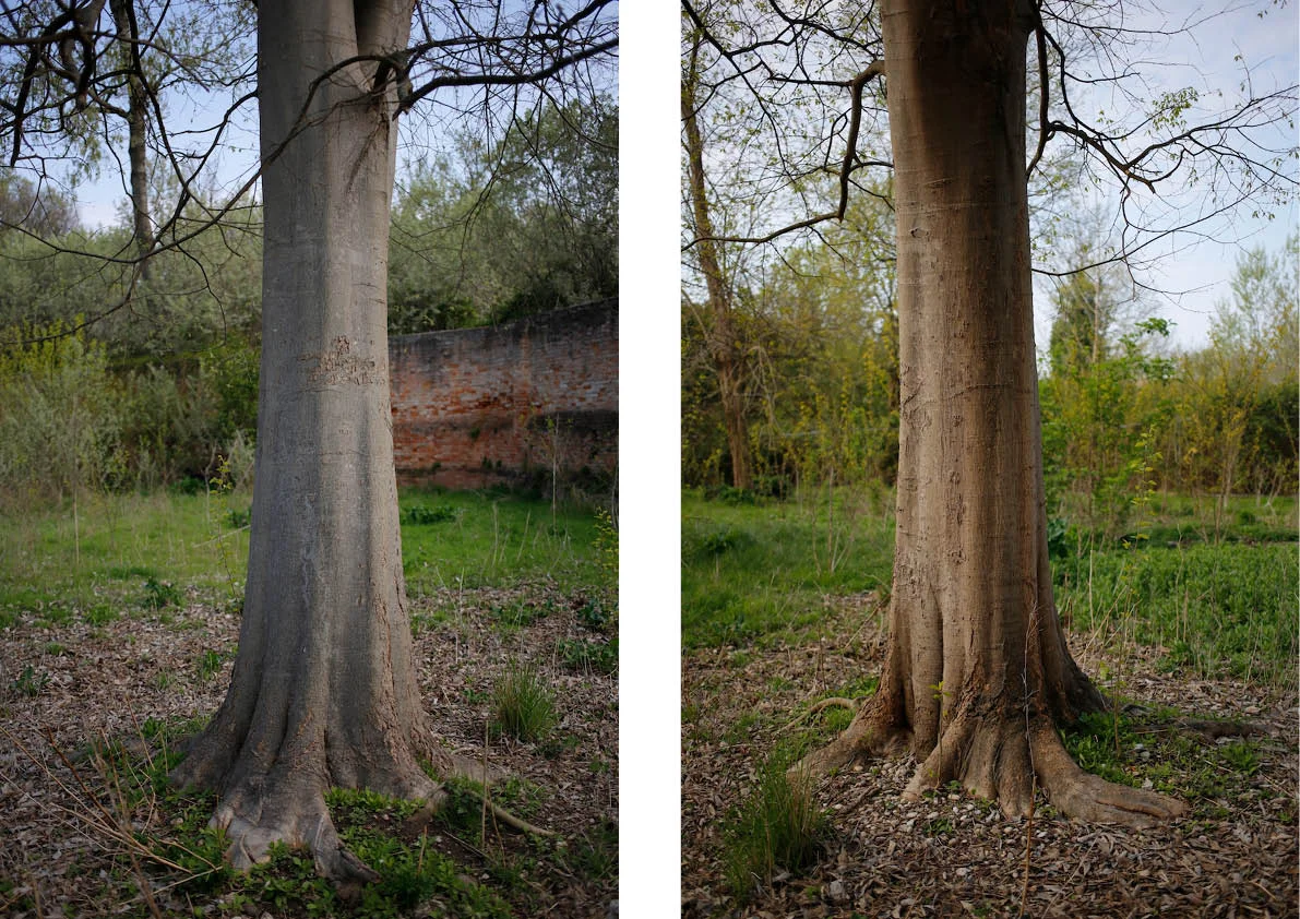 TREES3.jpg