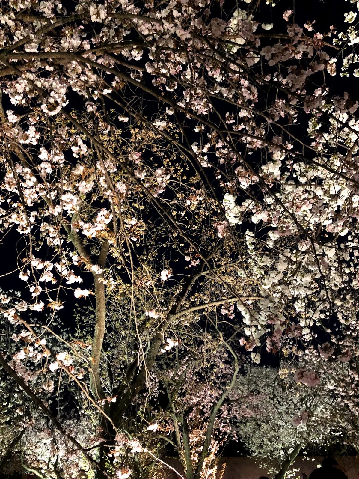 Spotlights were placed at the bottom of the trees to illuminate them at night. It was something special to see when everything around me was dark and the only light was set on the flowers.