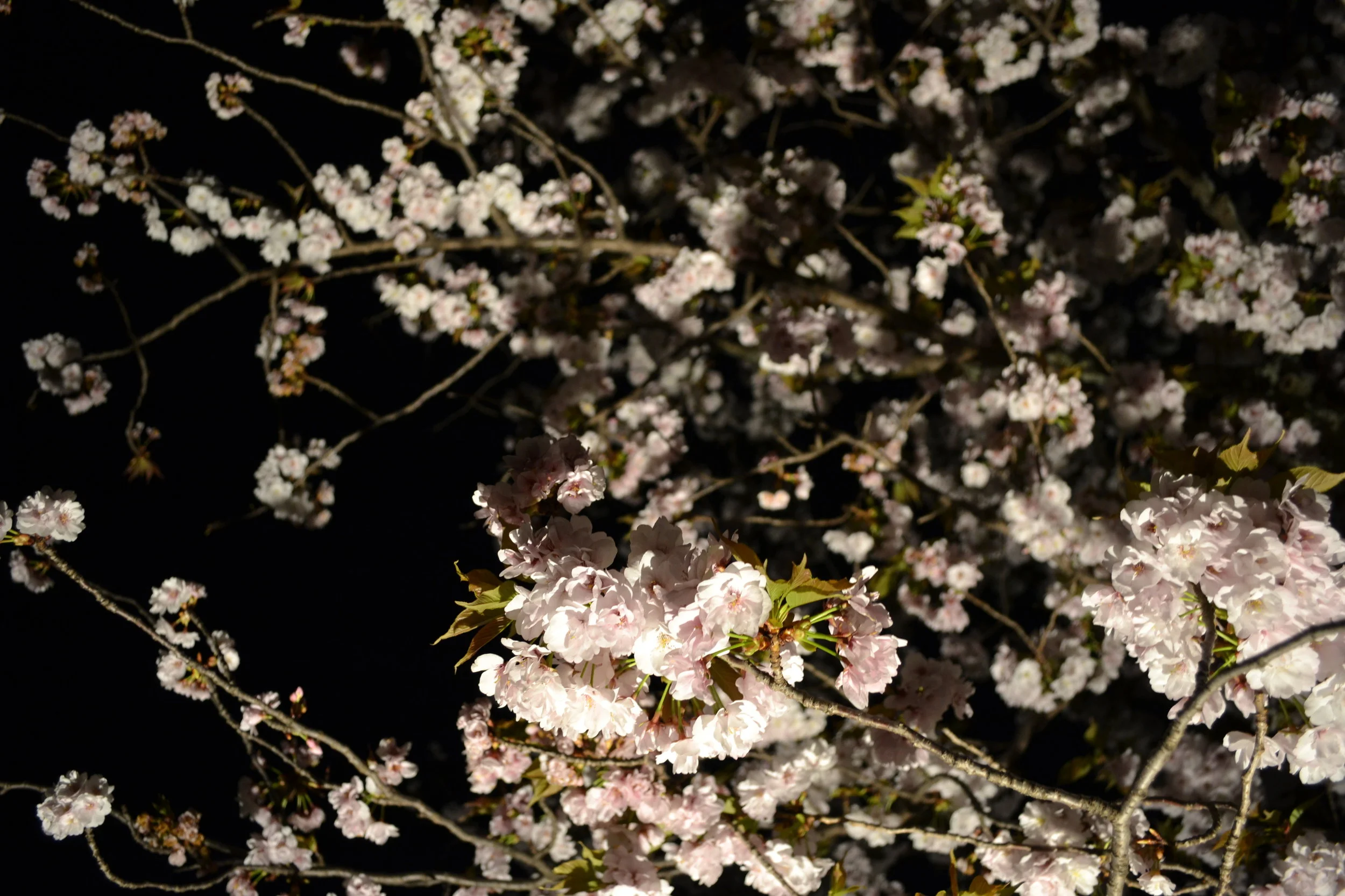One final look of the cherry blossoms up close. I know that this post is about castles, but if the people who used to live and work here also got to see all of these flowers, then in some way I am walking through where they used to walk through too.