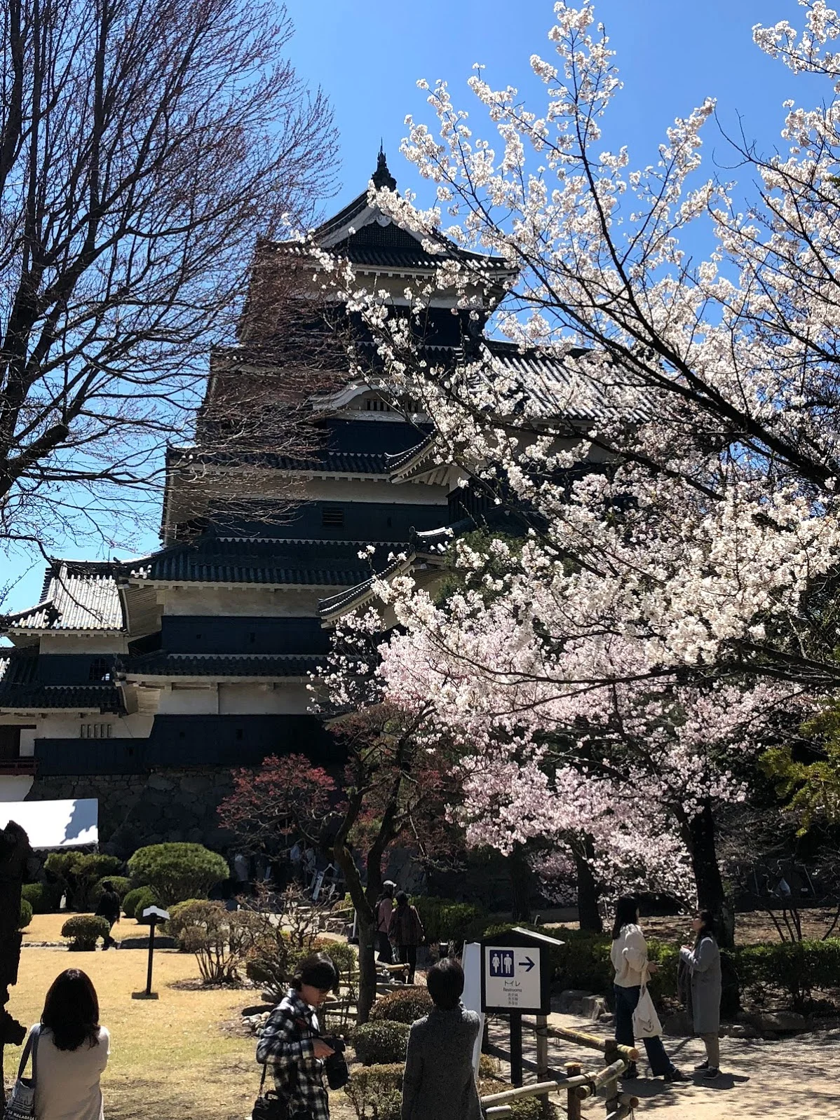 El Castillo Matsumoto detras de muchas flores de sakura.