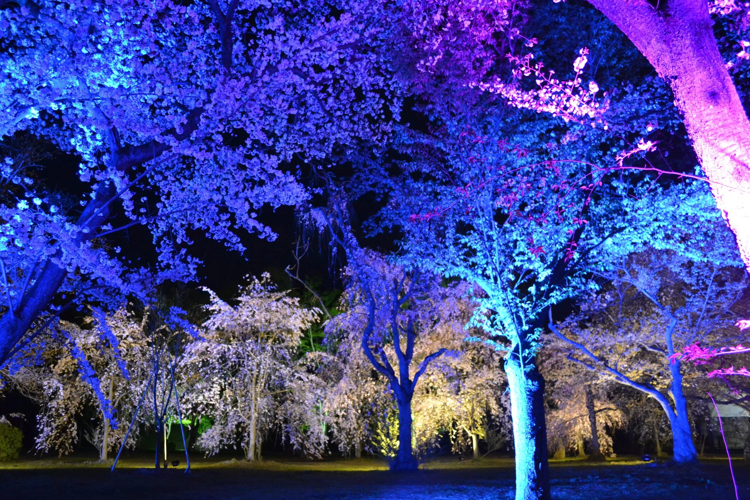 The further you go in, you see the lights on the trees change colors. This changes the whole vibe of the rest of the castle grounds, and it feels like just you’re in a forest, not a castle!