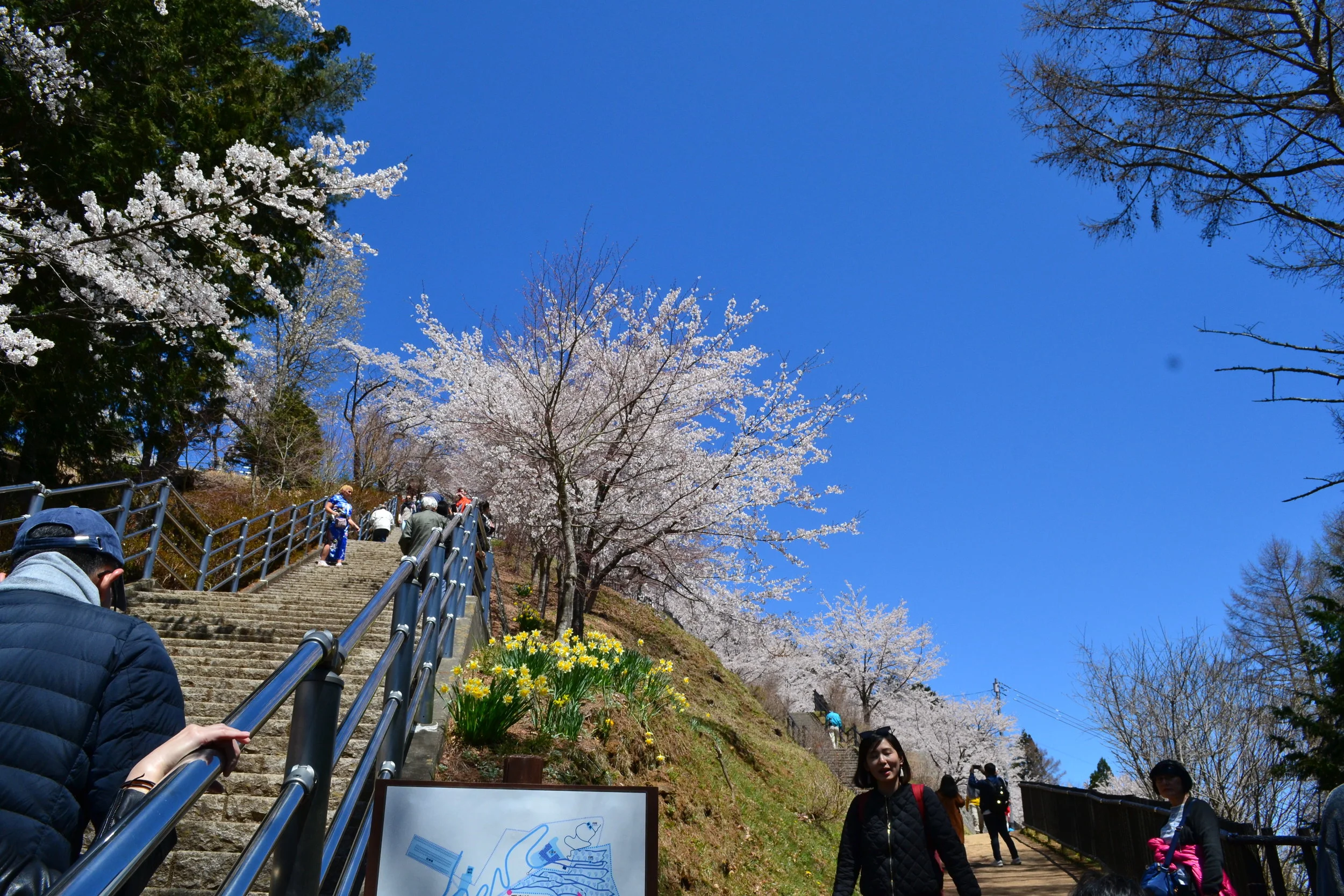 Some of the hike up to the Pagoda. There is a stairway and a more curved trail you can choose to get up to the Pagoda. The stairs are quite steep so I had to take a break one or twice to reach the top. The trail is much easier and is completely lined with cherry blossoms, so I decided to take that route downhill.