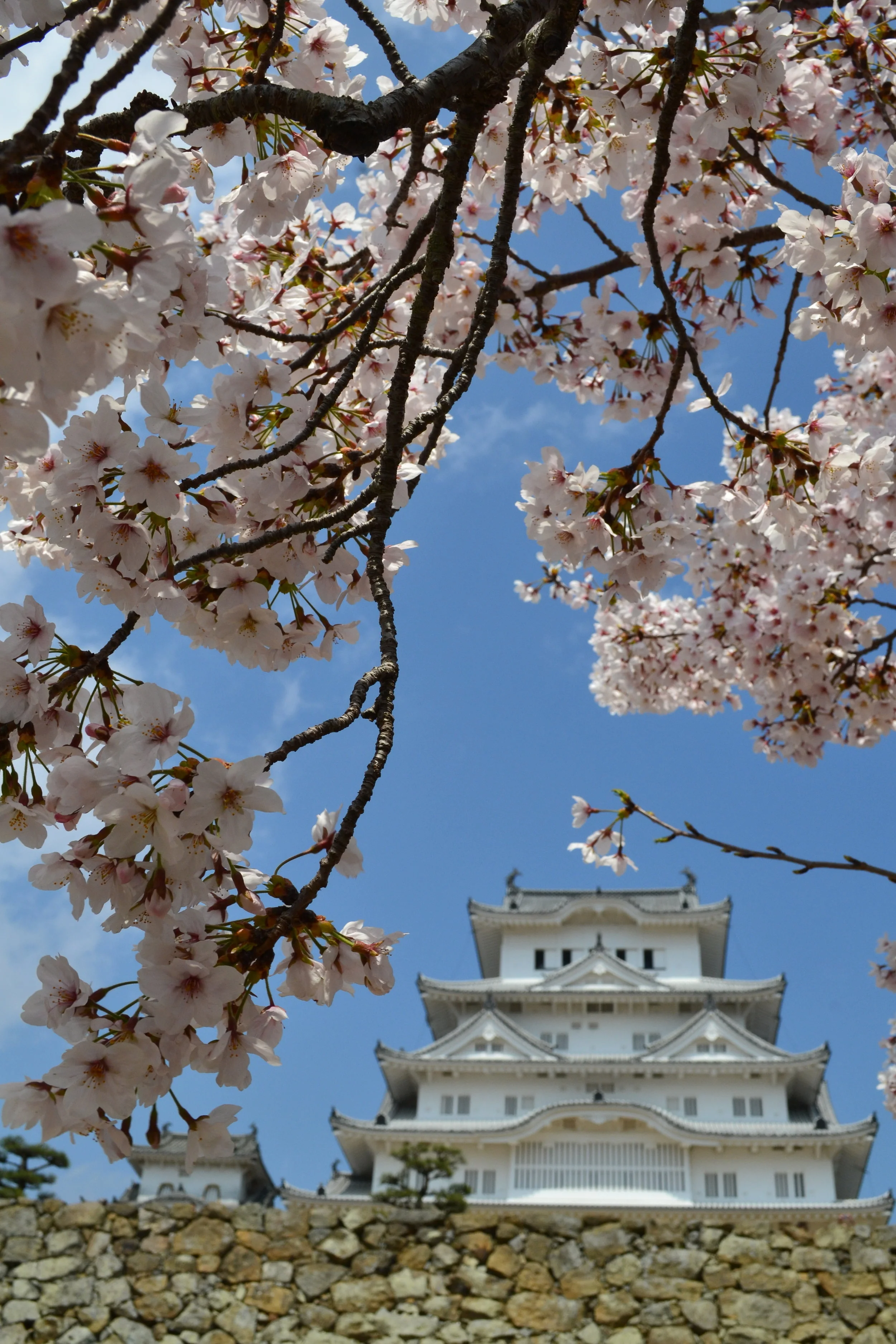 Una vista cerca al castillo con una mirada cerca a las flores. ¡Que lindas que son!