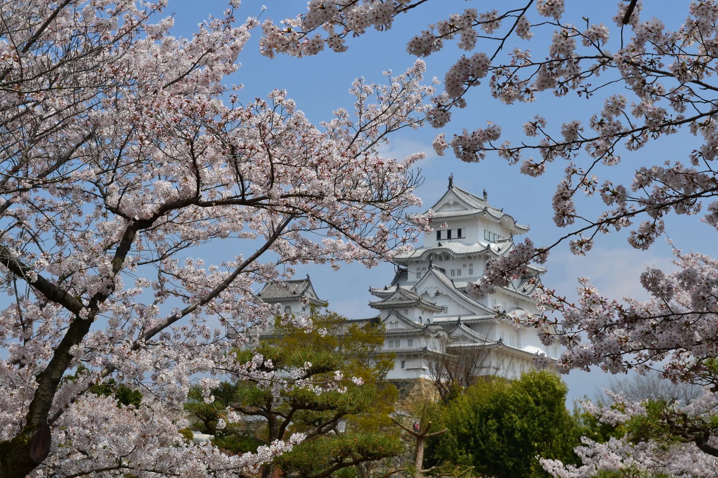 La vista del castillo desde el parque lleno de árboles de sakura.