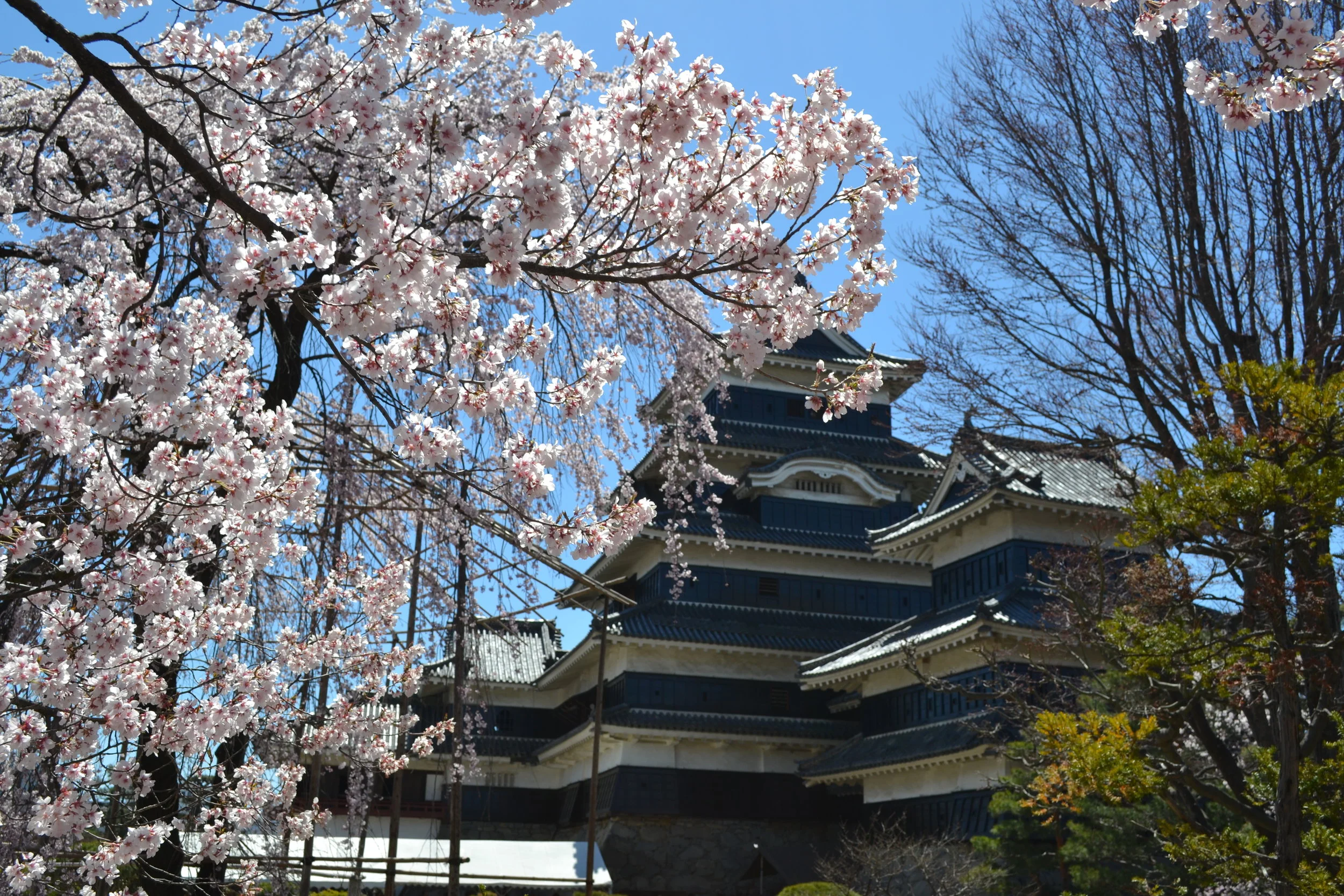 La vista del Castillo de Matsumoto con las flores de sakura.