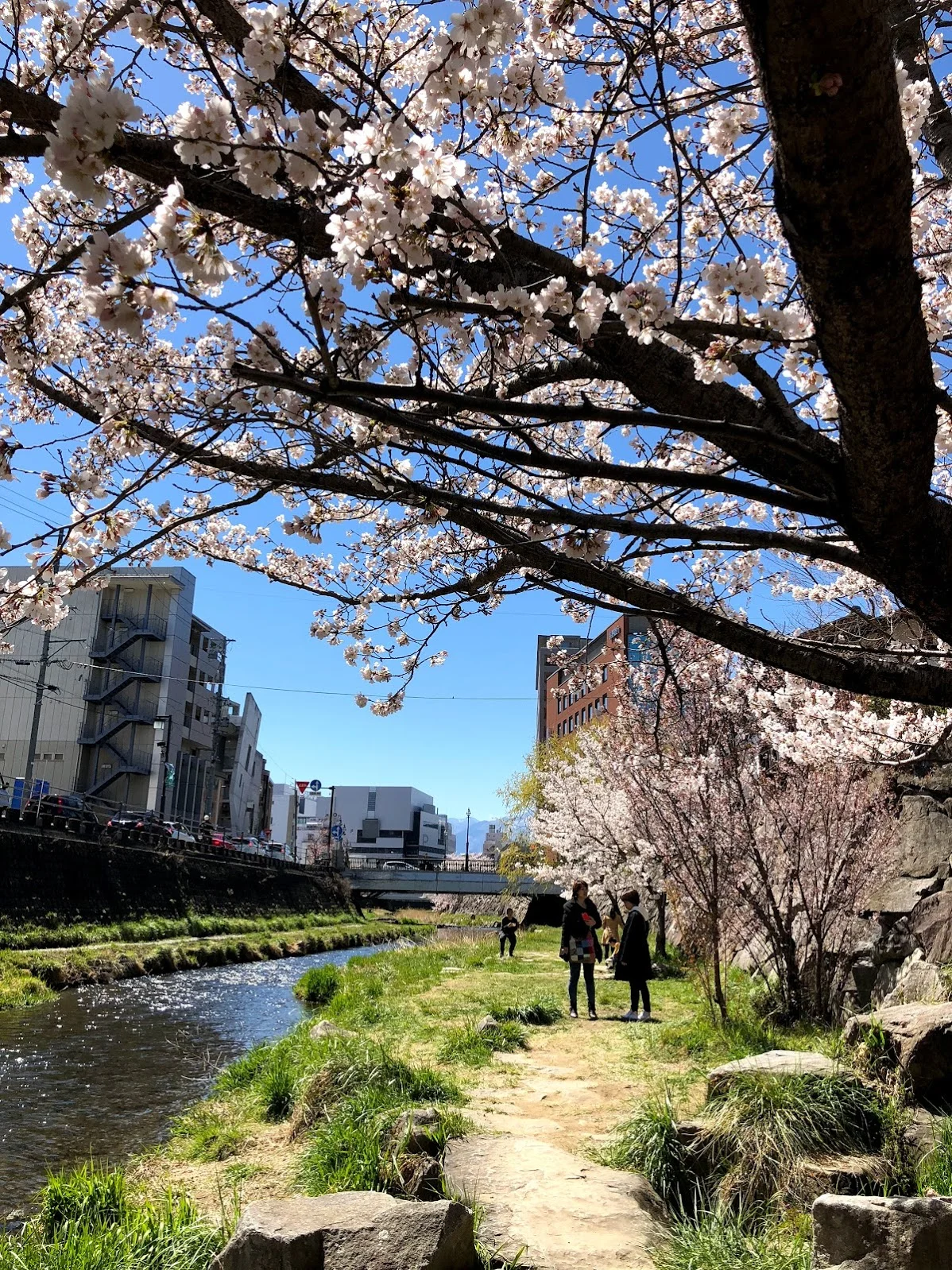 Una árboles de sakura a lado del Rio Metoba en Matsumoto.