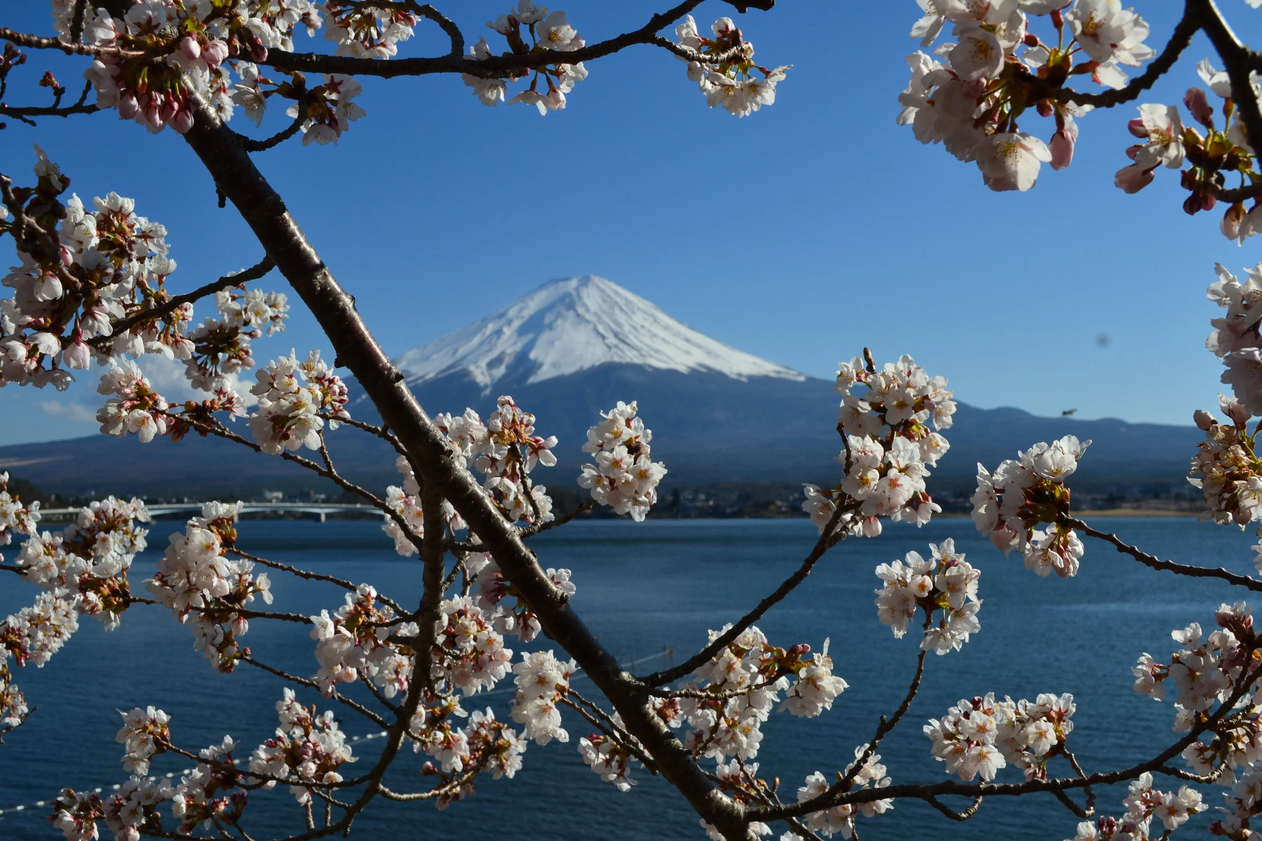 Caminé por el lago Kawaguchi y encontré esta lugar con una vista increíble de Monte fuji con las flores sakuras. ¡Es uno de mis foto favoritos que he tomado en Japón!