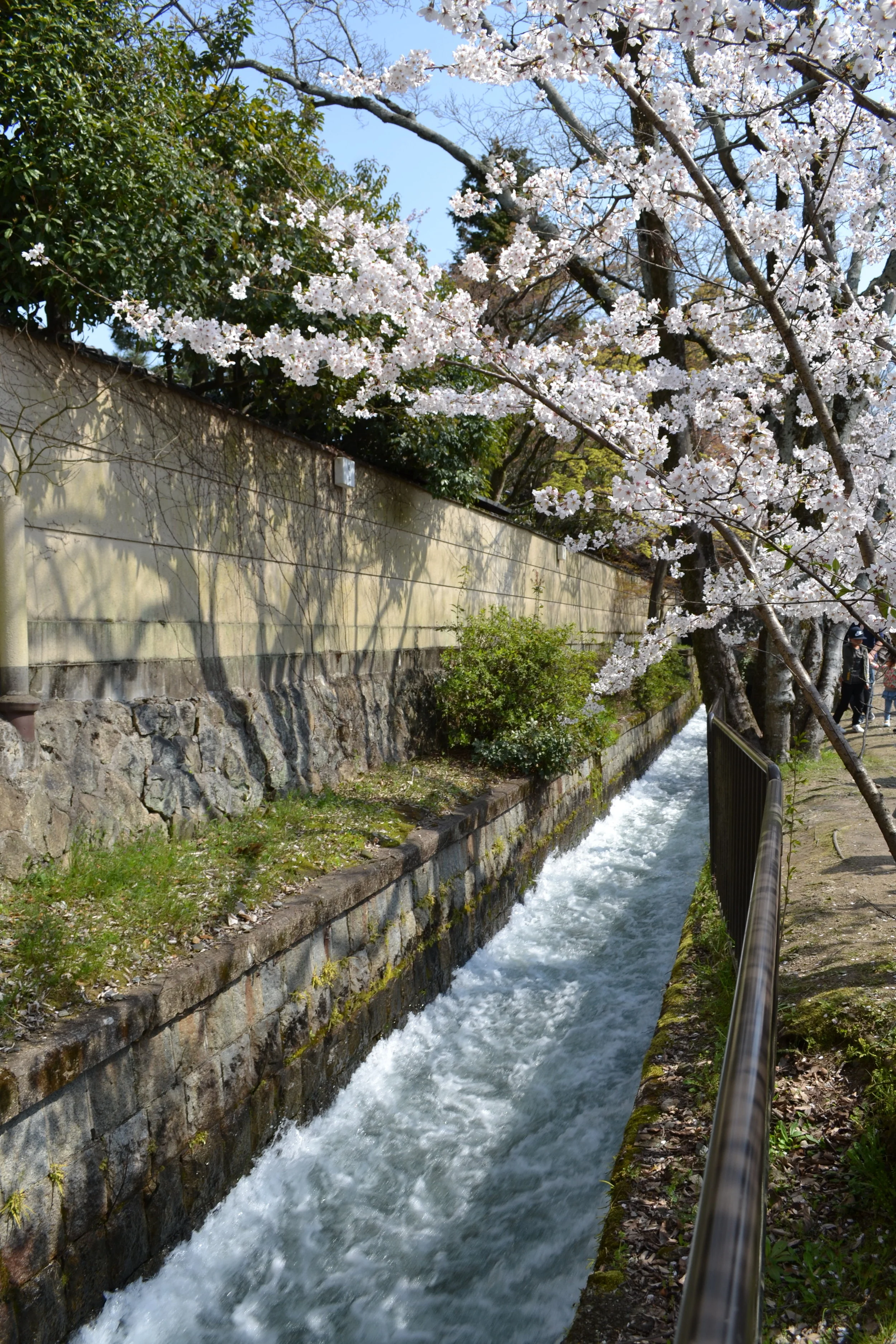 A view of the water rushing down with cherry blossoms at the top. I followed the water to the canal next.