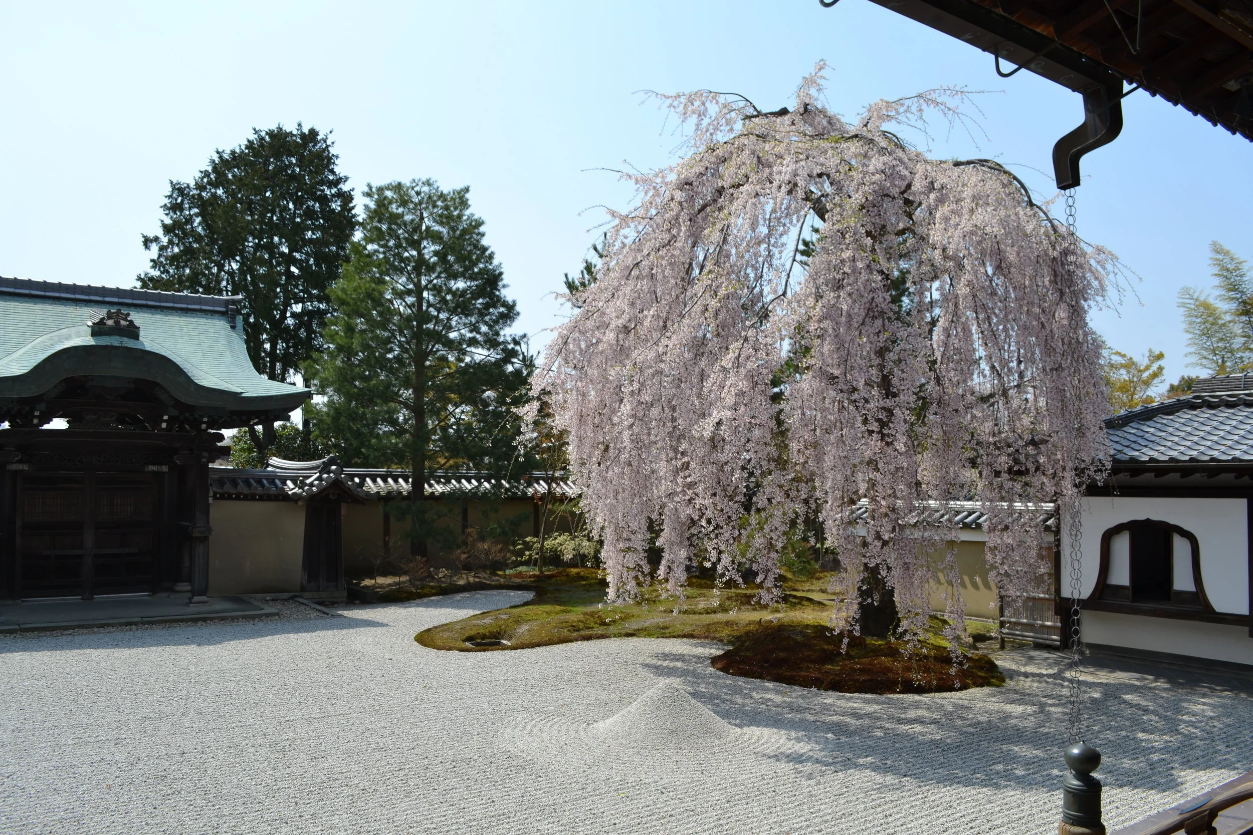 Había una fila para tomar fotos al árbol shidarezakura , un árbol de sakura llorón, de cerca. Hay diferentes tipos de sakura, pero yo creo que las shidarezakura son los más bonitas.