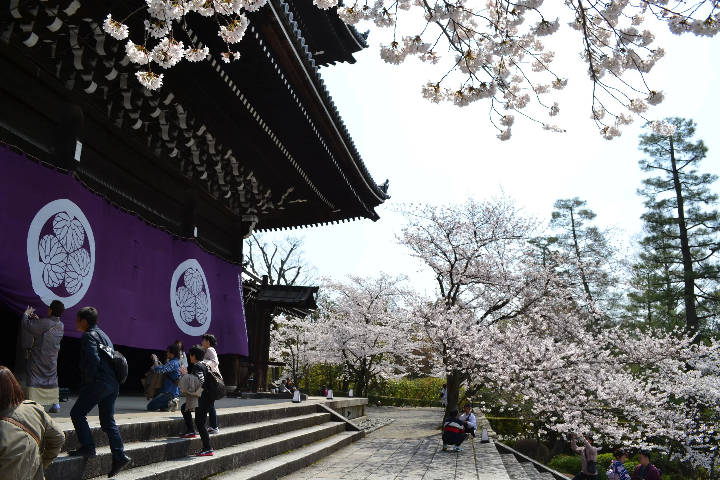 La puerta principal del templo era inmenso y me gusto esta vista de las flores de sakura rodeando la arquitectura antigua del templo.