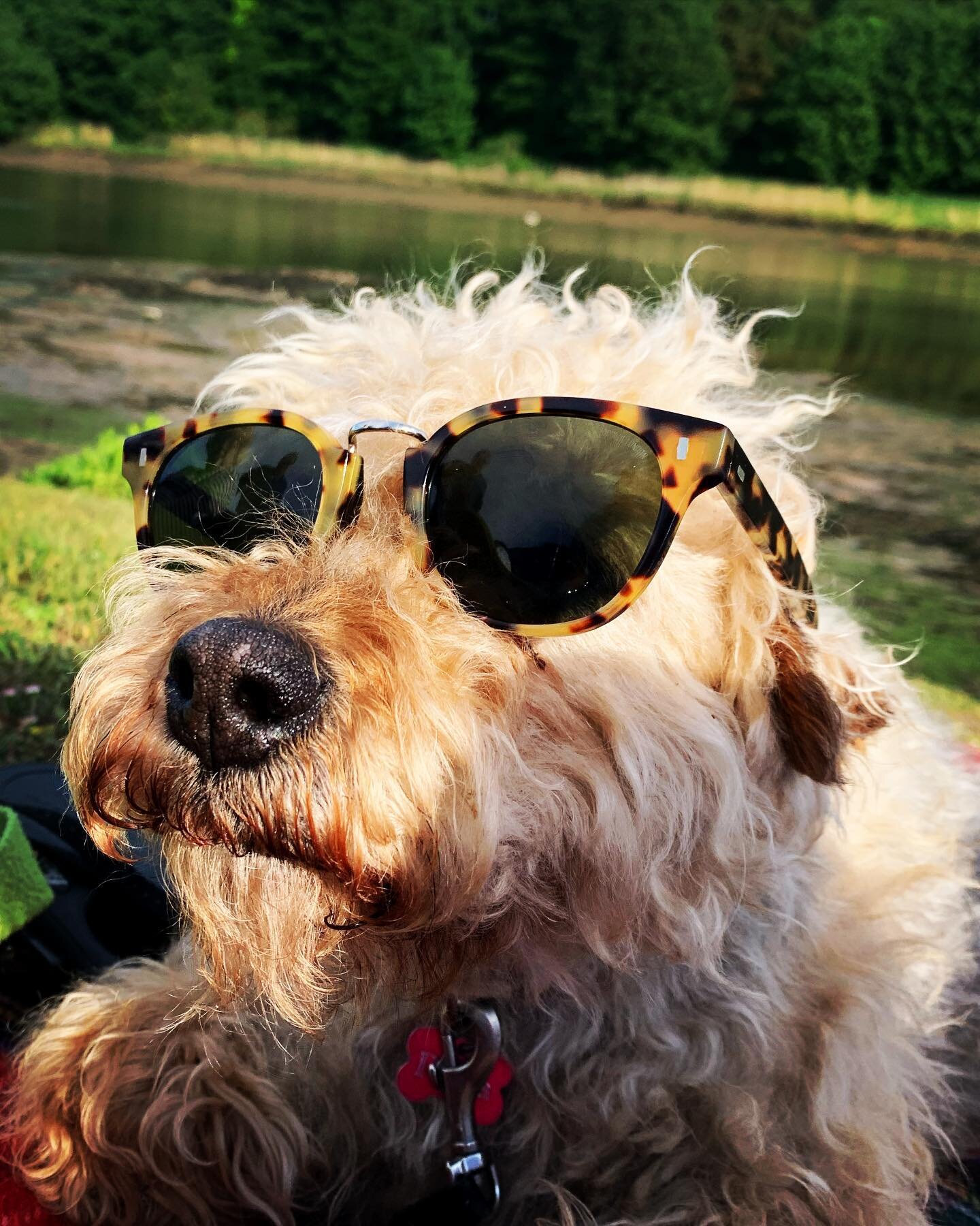 Staying cool in this weather 🕶 #cutkerandgross #sunglasses #dogsofinstagram #riverdeben #woodbridgeuk #river #optics #independentbusiness #opticians