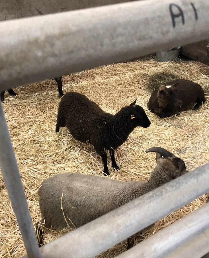 Sheep
