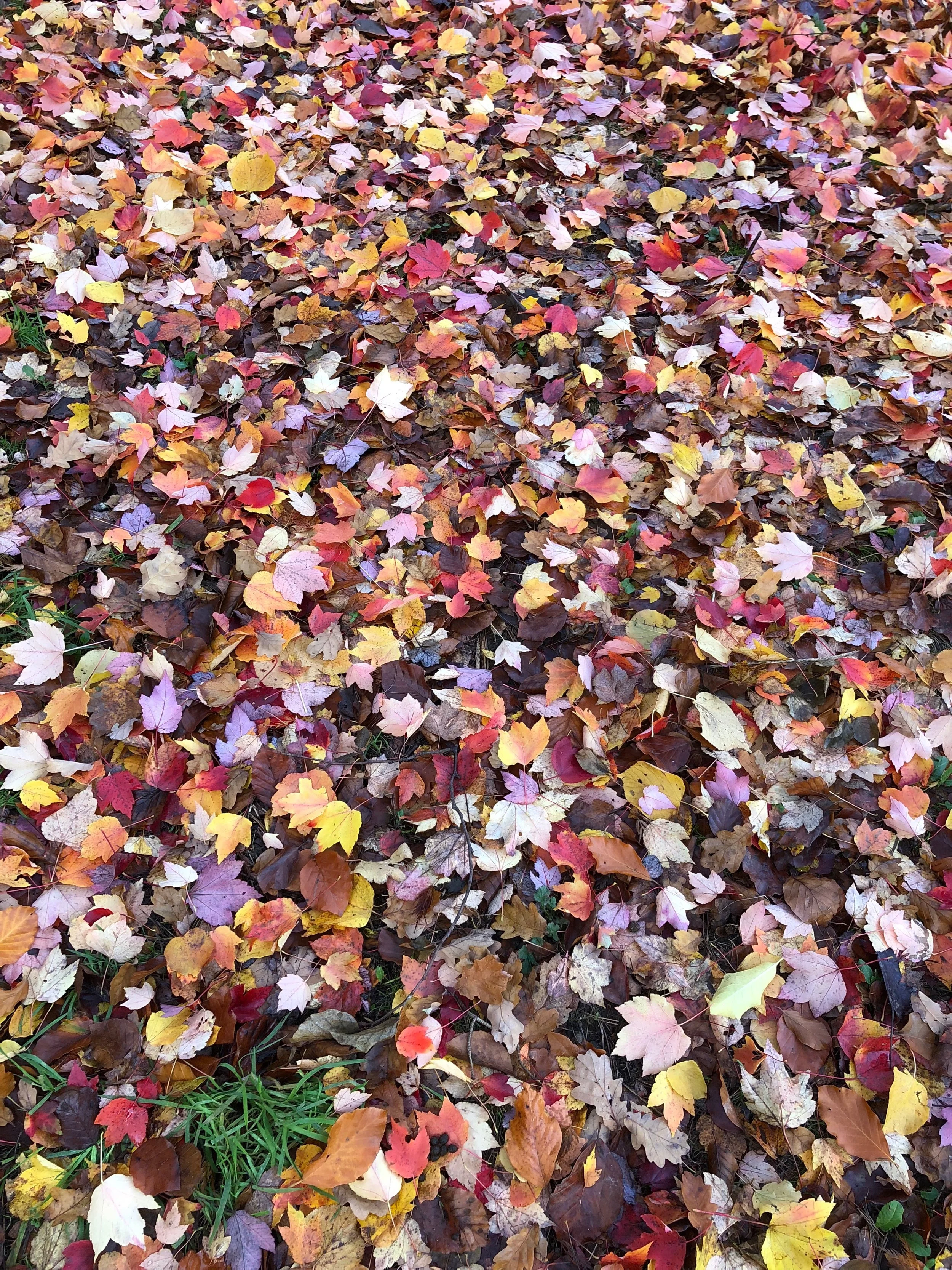 IMG_0184.jpeg