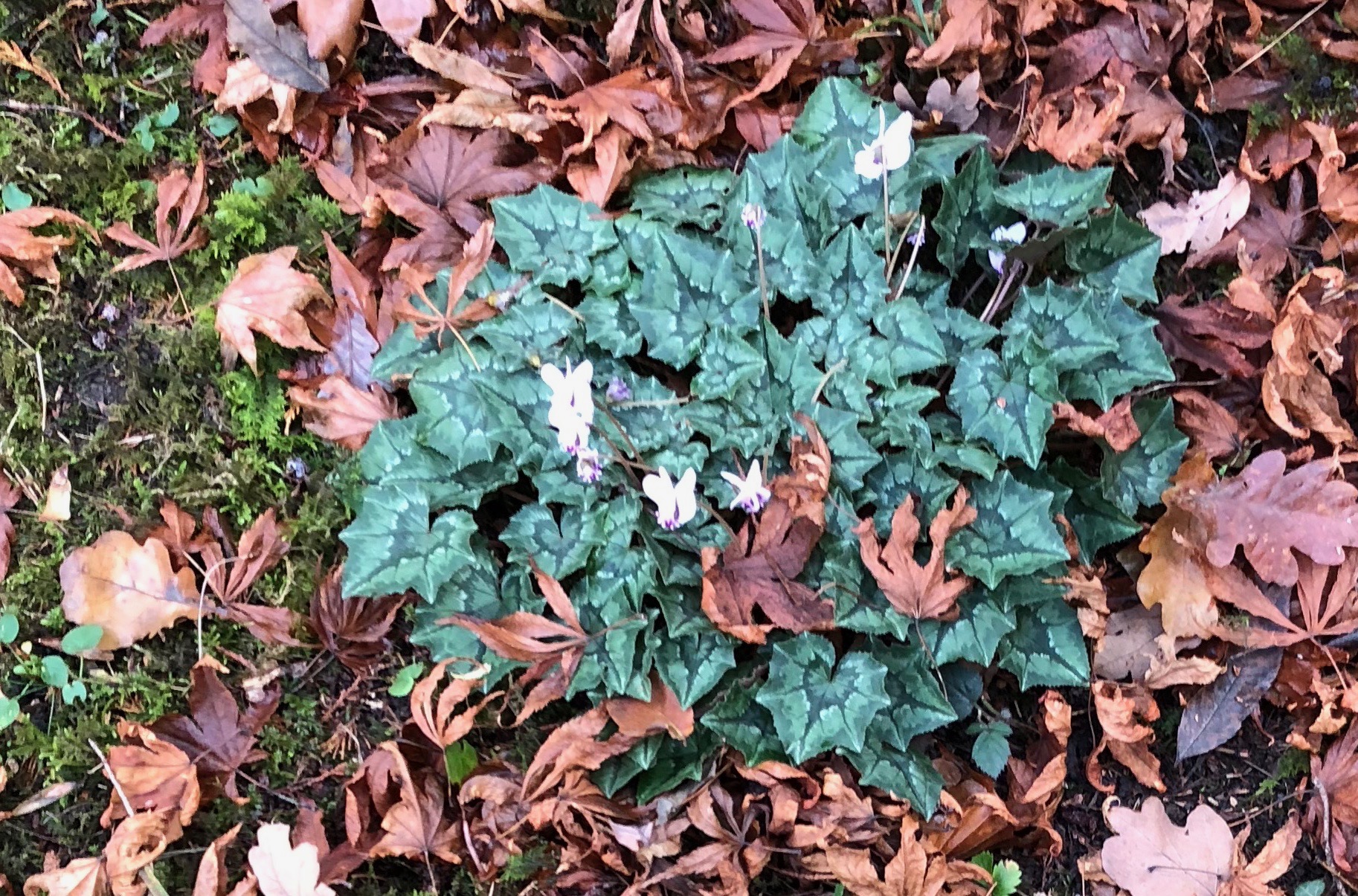 Cyclamen nestled beneath a tree