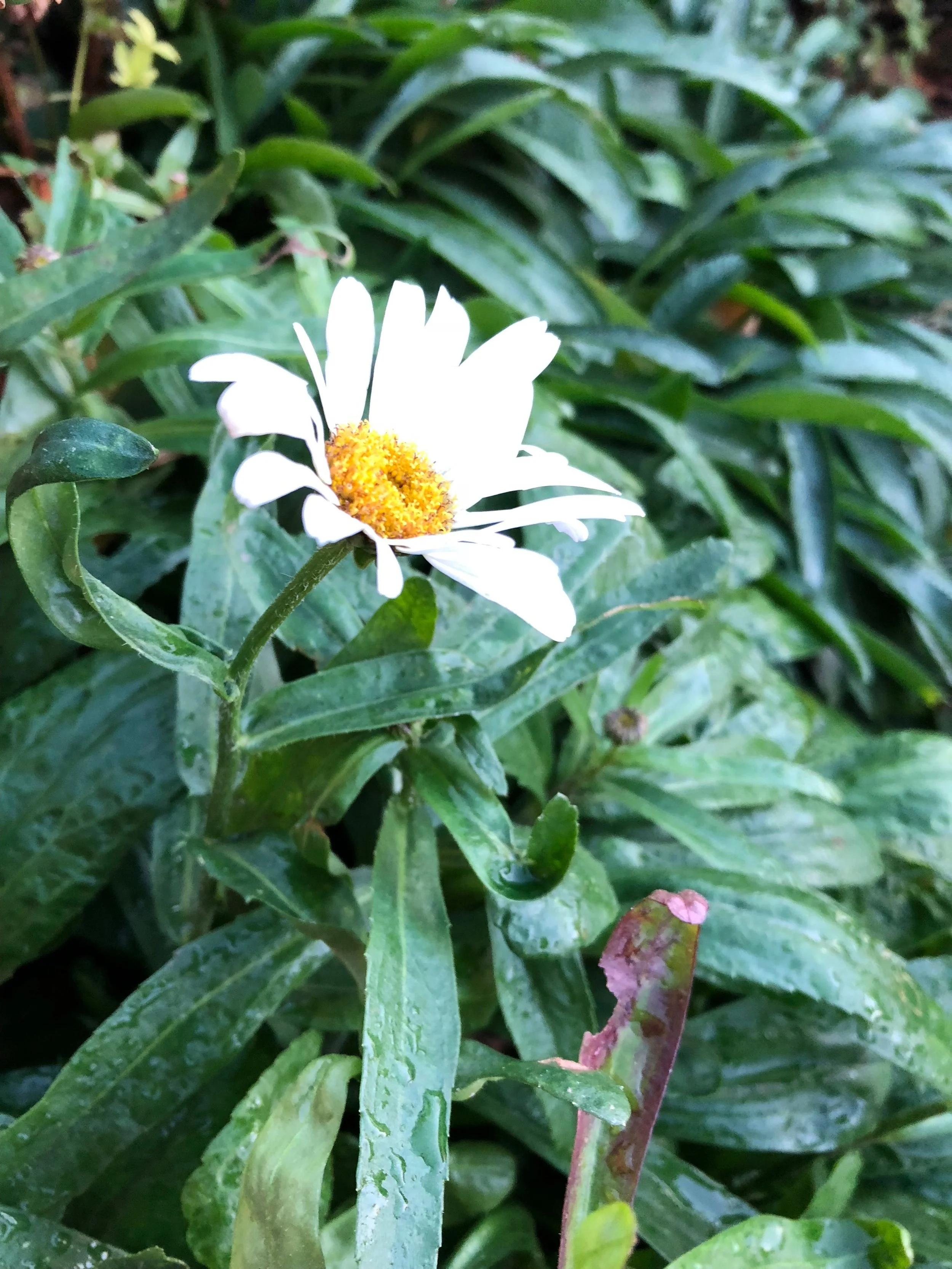 IMG_0203.jpeg