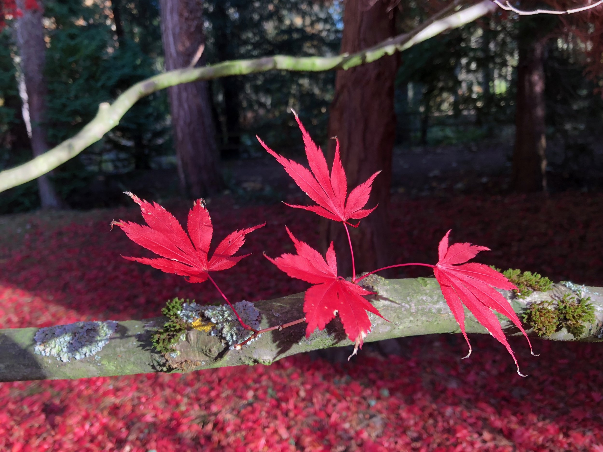 If only we had this shade of red, this was only one small tree but just look at the carpet of colour on the floor below it was wonderful