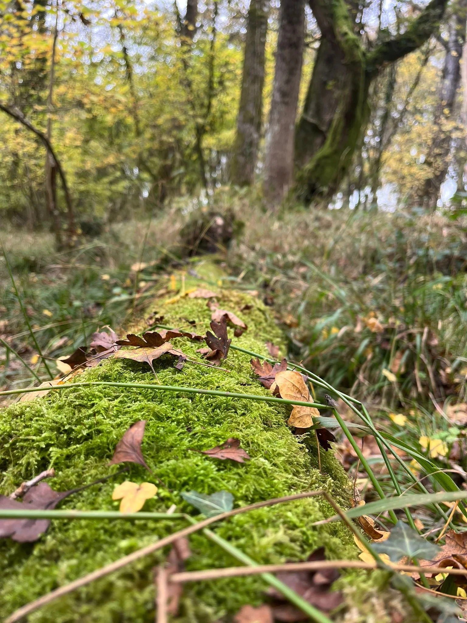 WhatsApp Image 2024-11-10 at 16.21.00_b45c2b76.jpg