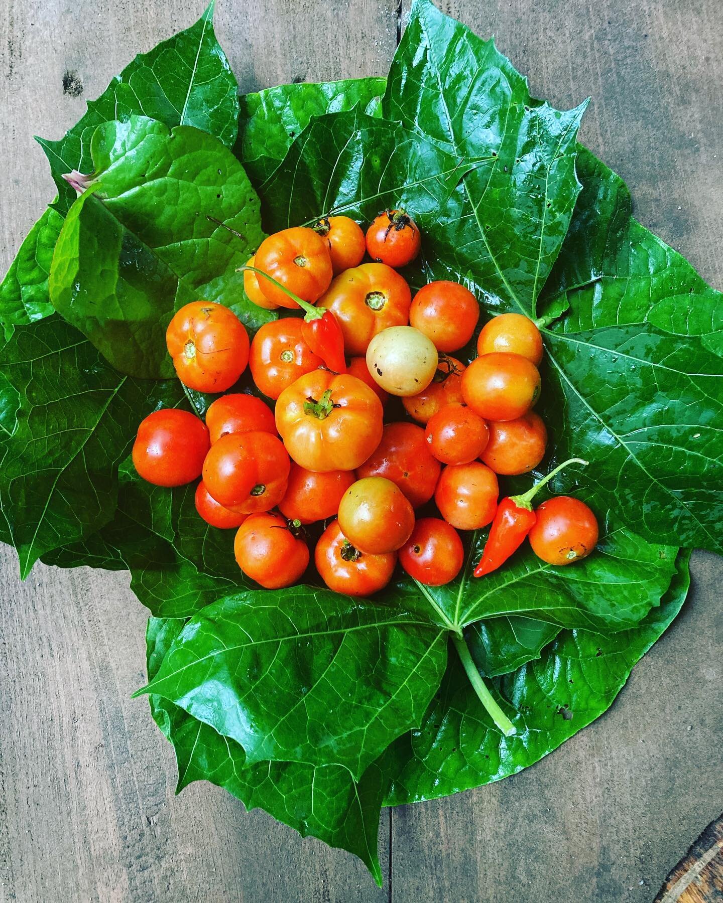 Fresh homegrown tomatoes and chillis hand delivered in a little leaf parcel - the best kind of delivery.