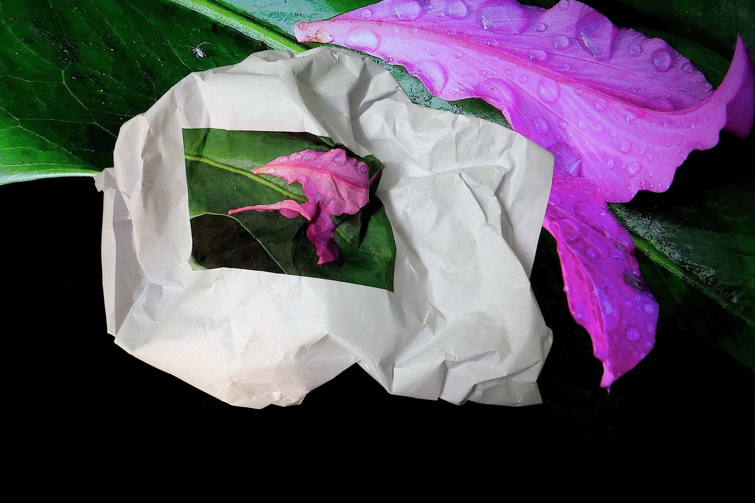 Hong Kong Orchid Tree Flower on Monstera