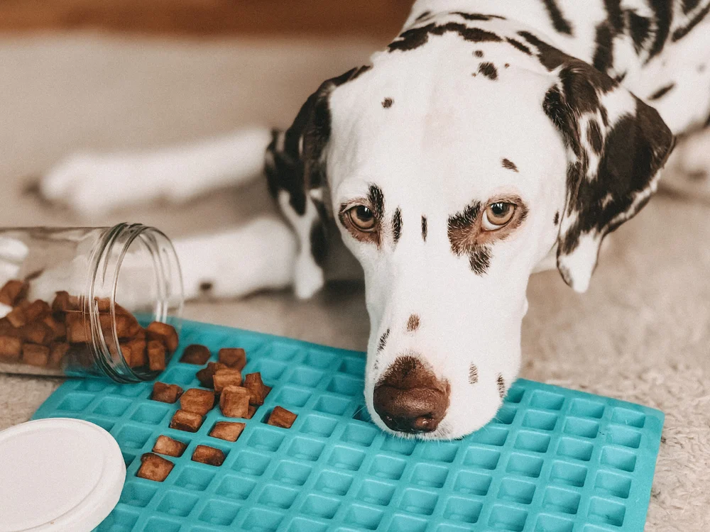 Hunde Leckerlie Backmatten Rezepte Lese Lern Hund 