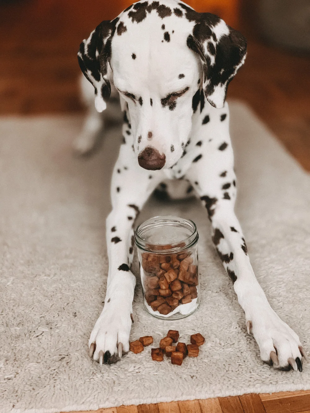 Hunde Leckerlie Backmatten Rezepte Lese Lern Hund 