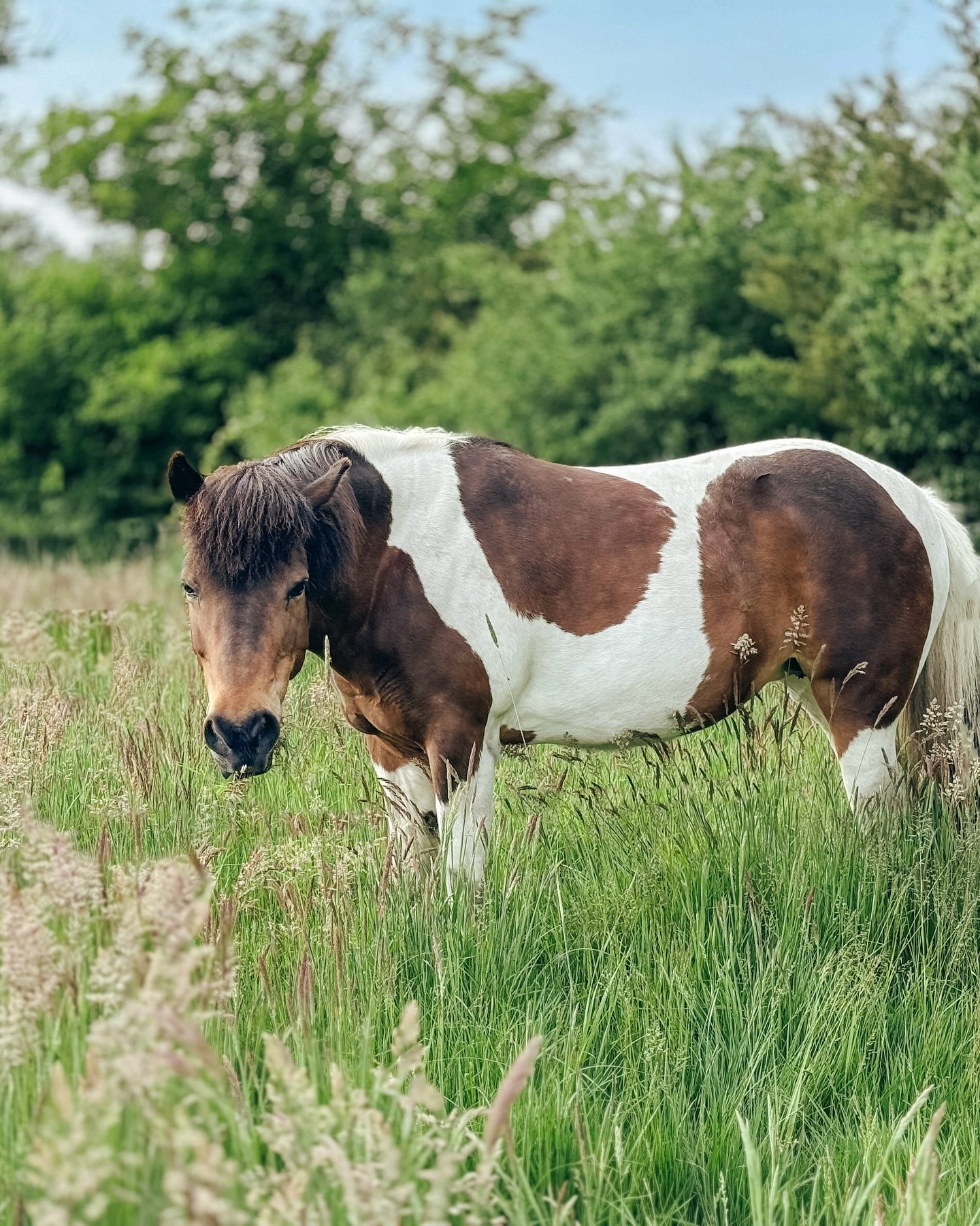 🌿🐴💚