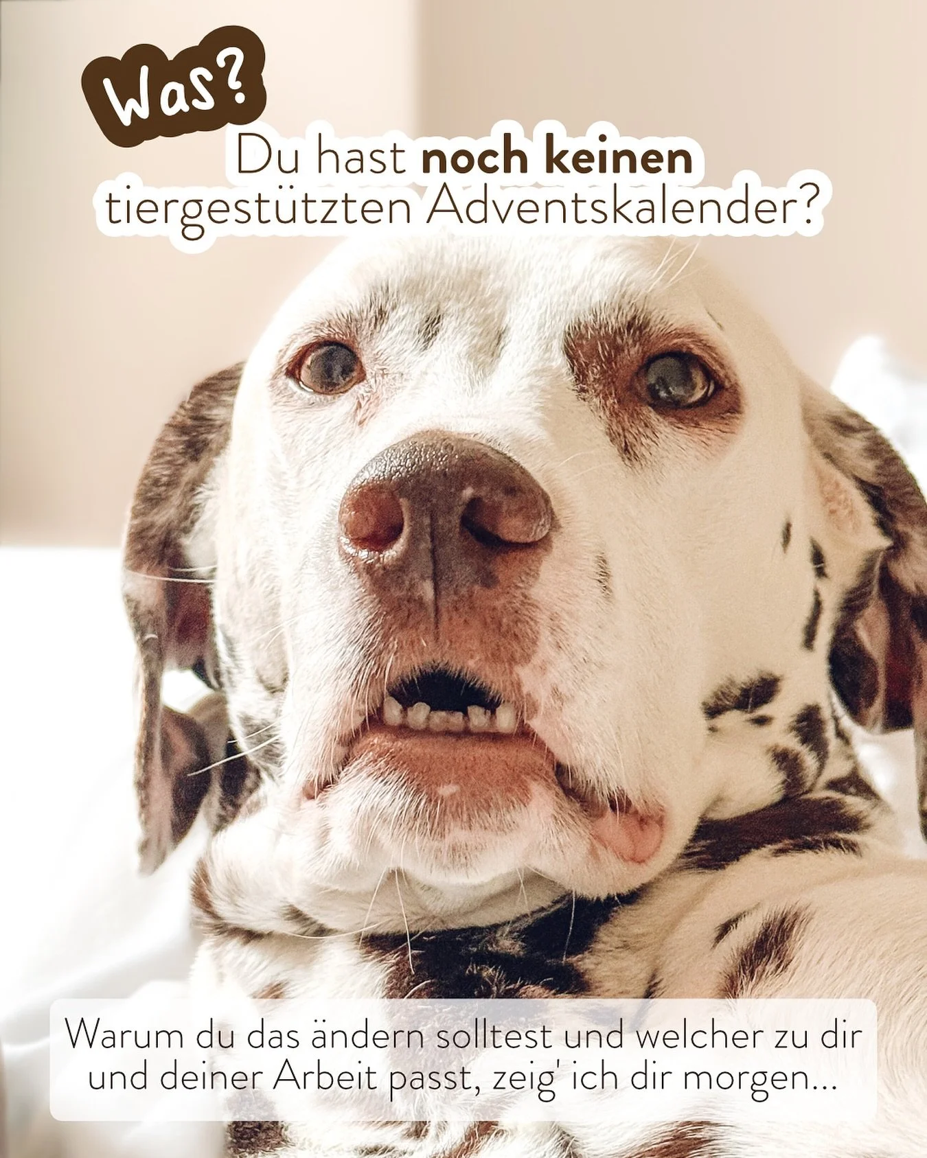 Ganz so schlimm, wie Lilu es aussehen l&auml;sst, ist es nat&uuml;rlich nicht 😉

Aber warum du trotzdem gut &uuml;berlegen solltest, einen (fertigen) tiergest&uuml;tzten Adventskalender zu haben, zeige ich dir wirklich morgen ⭐️

Stay tuned 🌲