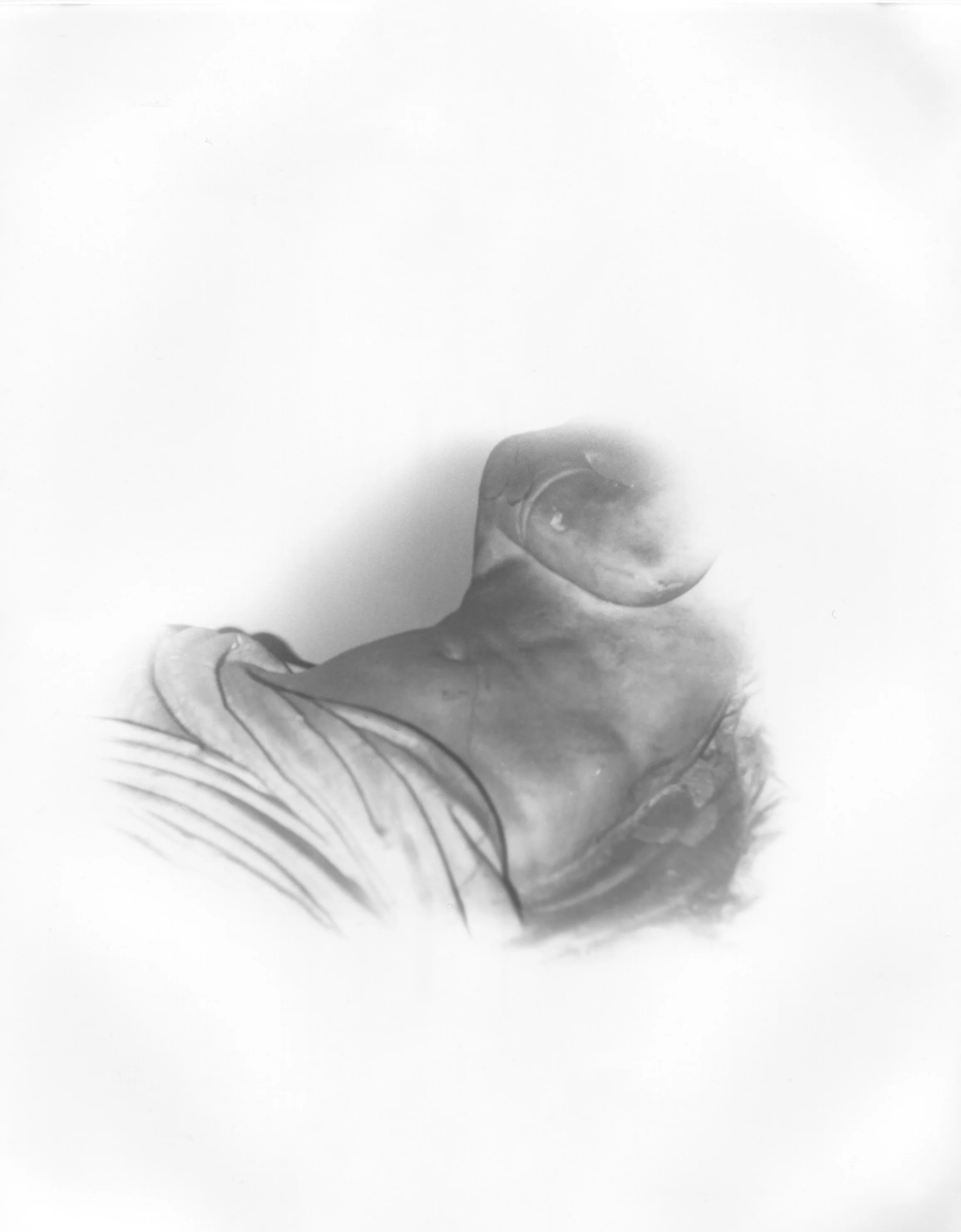 Olivia Harrison, Untitled, 2025-10.jpg