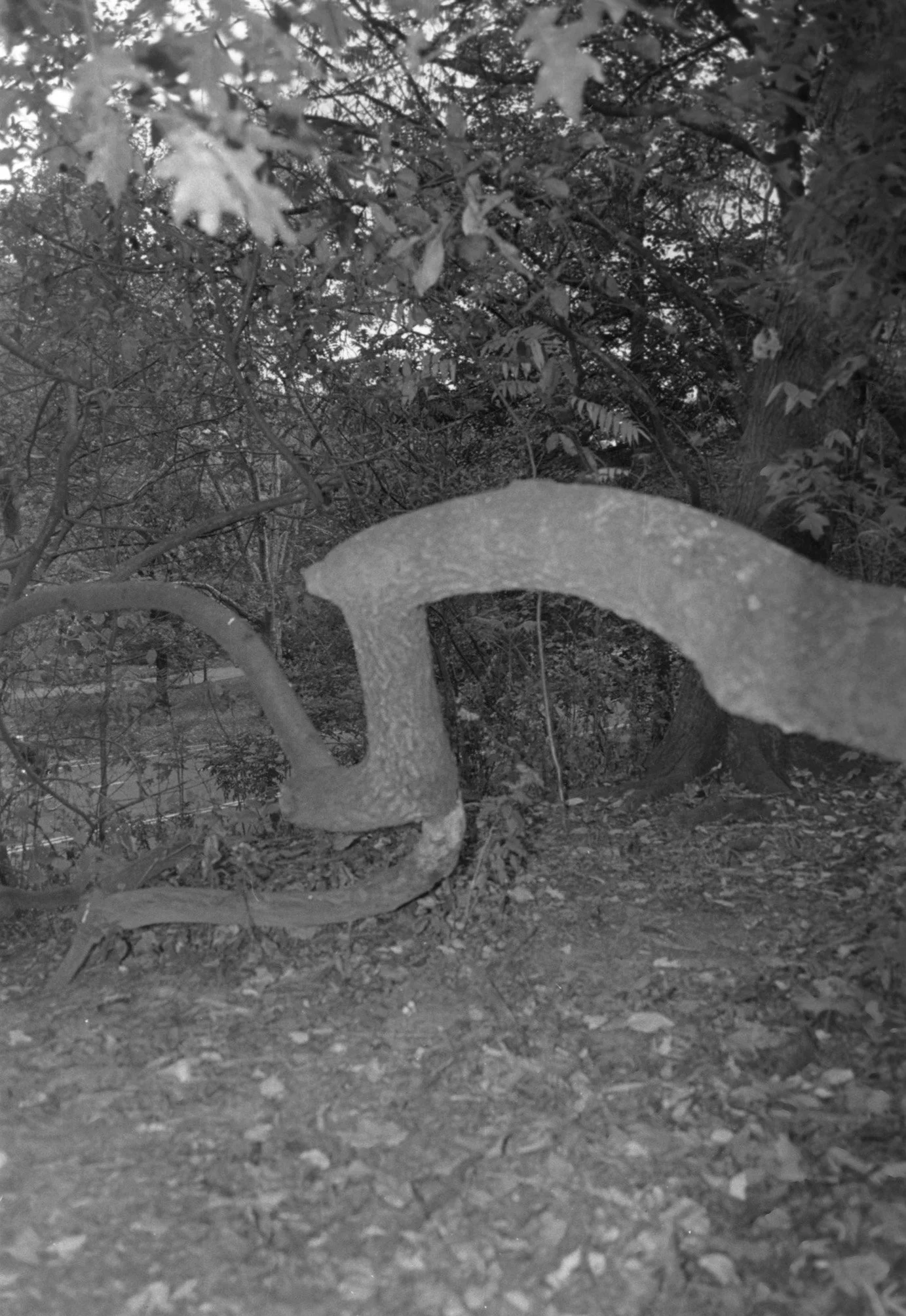 Olivia Harrison, Untitled, 2025-1.jpg