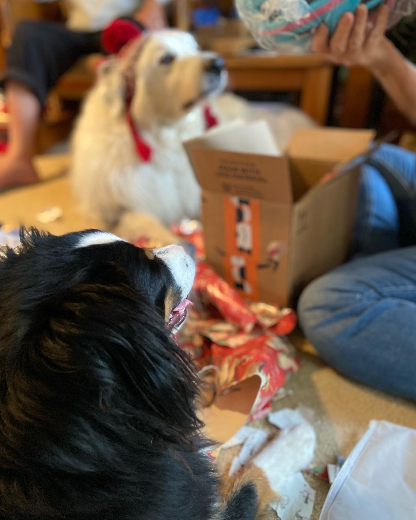 Merry Christmas everyone! 🎄
.
.
.
.
.
.
#christmasdog #dogsofinstagram #greatpyrenees #miniaussiesofinstagram #thepapersthebestpart #hatsondogs #merrychristmas