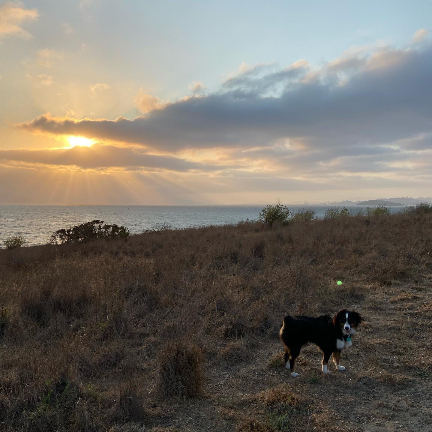 Playing with the Poppy dog 🥰
.
.
.
.
.
.
.
.
.
.
#miniaussiesofinstagram #fetch #itshappening #ilovemydog #sunset #hikingwithdogs #miniaussiesdoingthings