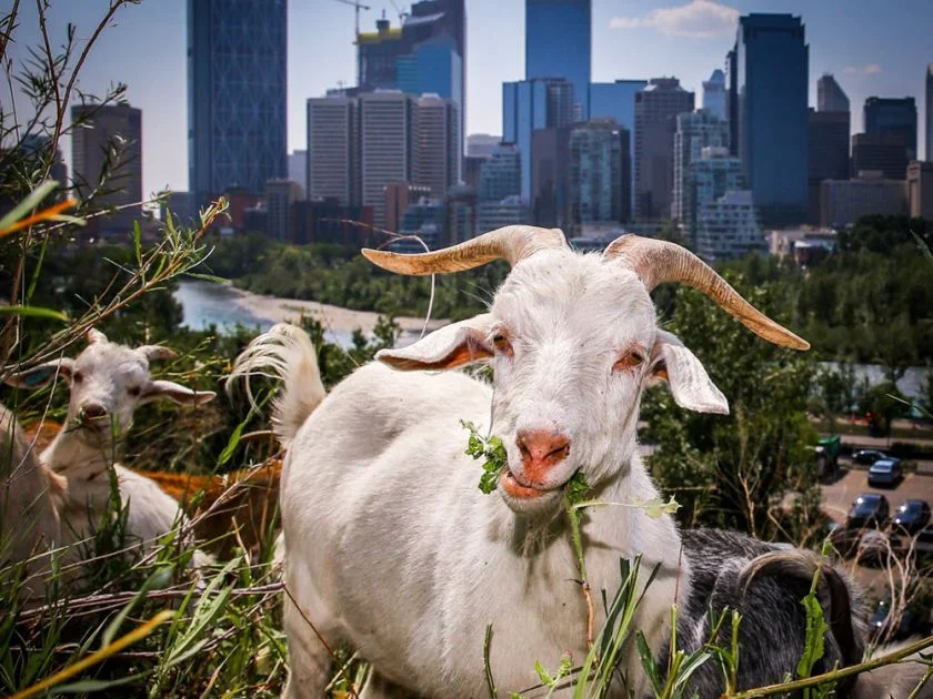 City of Calgary aims to unleash army of sheep and goats on city green spaces
