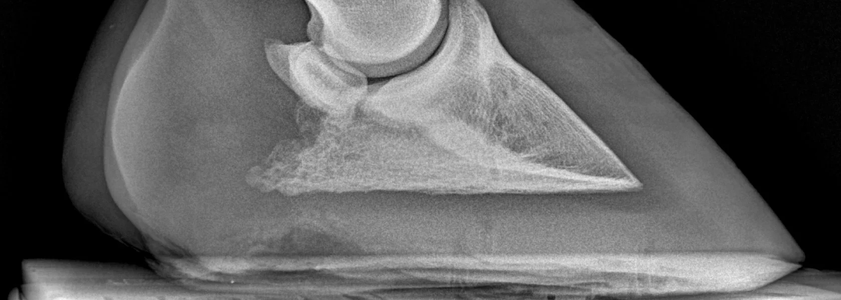 Hoof-Image.jpg