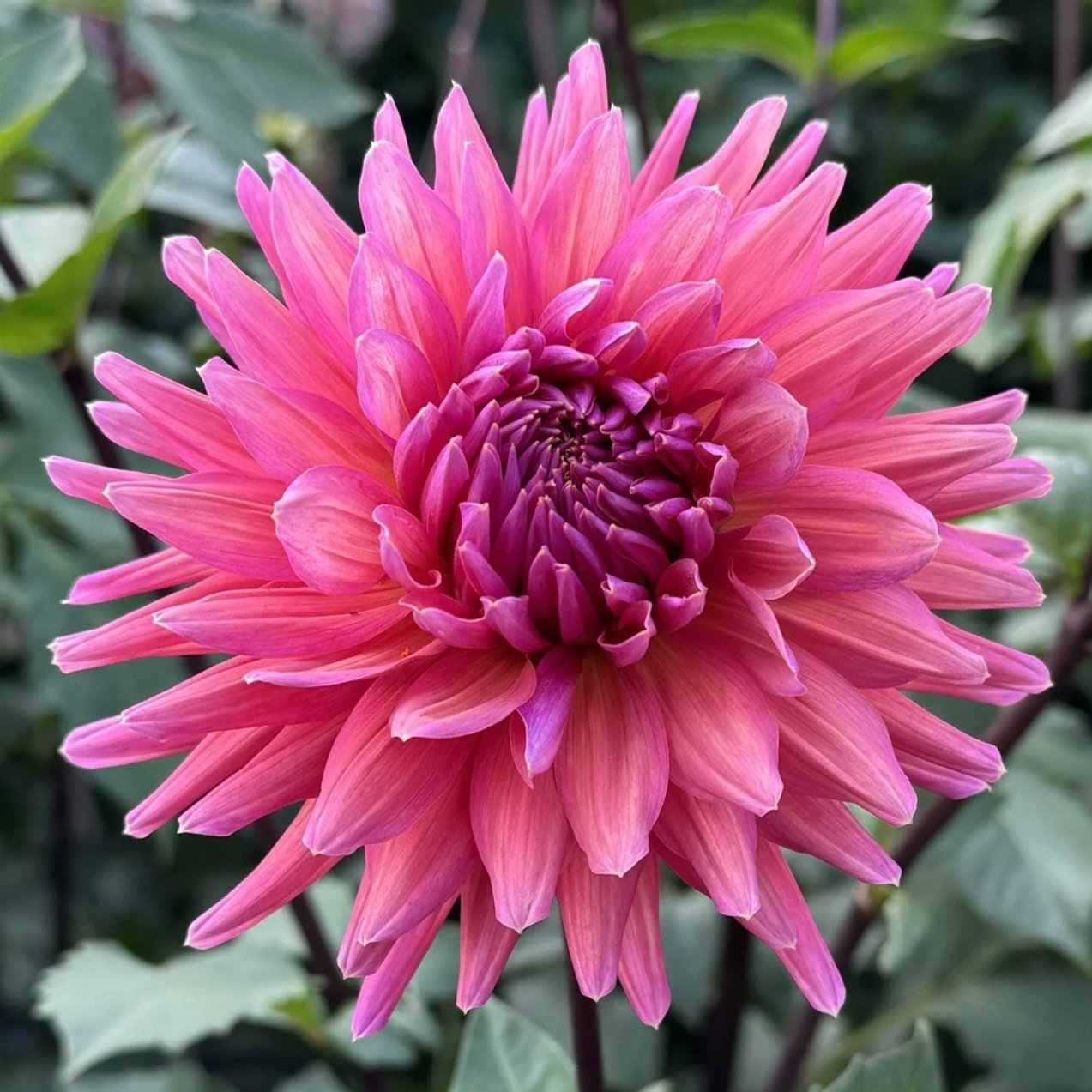 Allen’s Smoky Skies