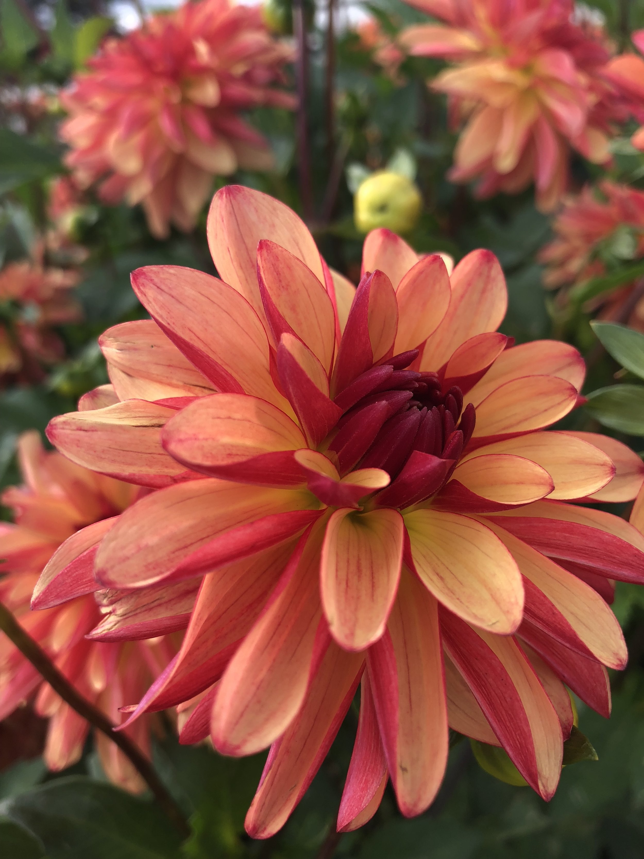 Crazy Legs — Dahlias by Julie
