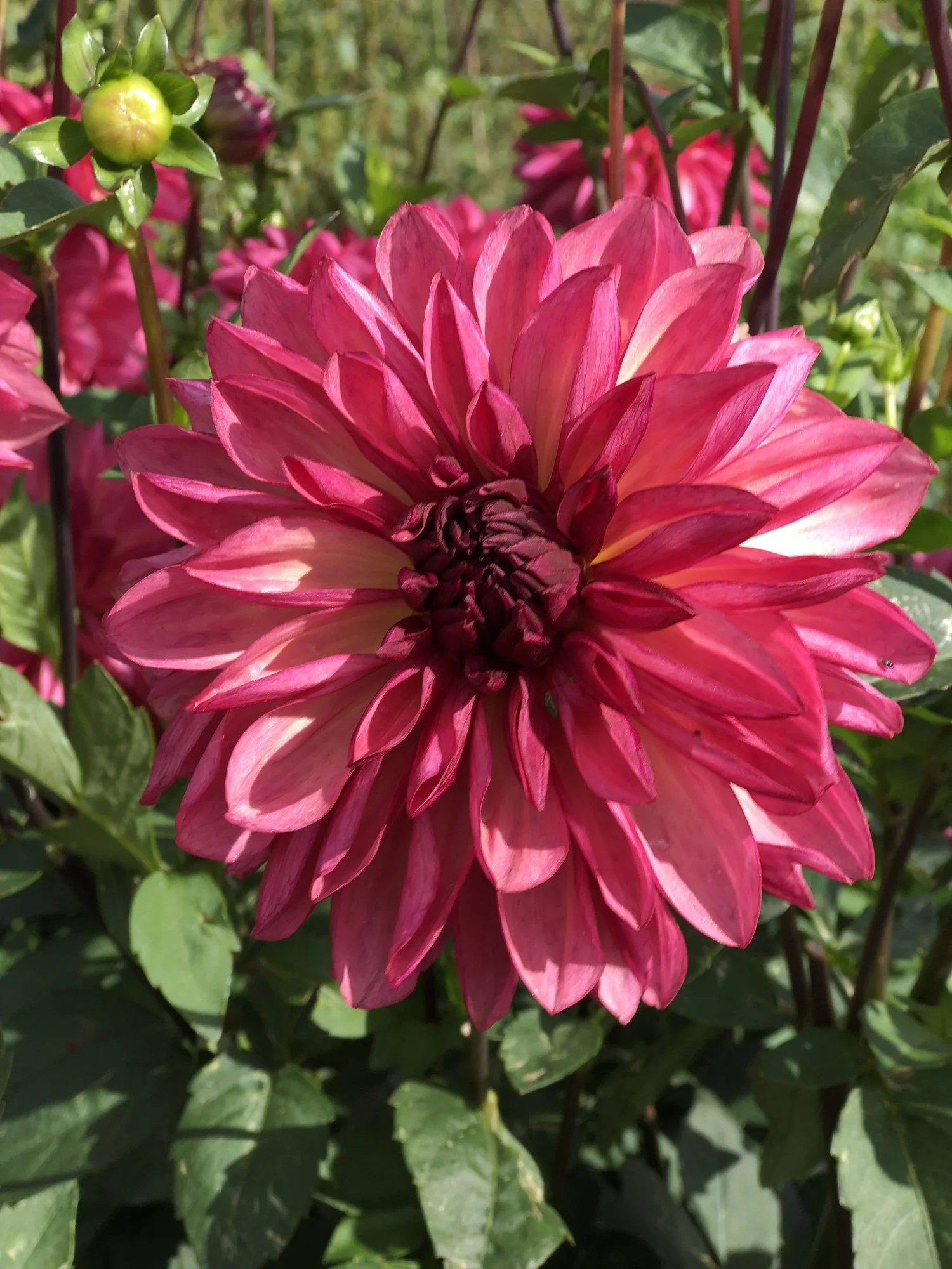 Bacardi — Dahlias by Julie