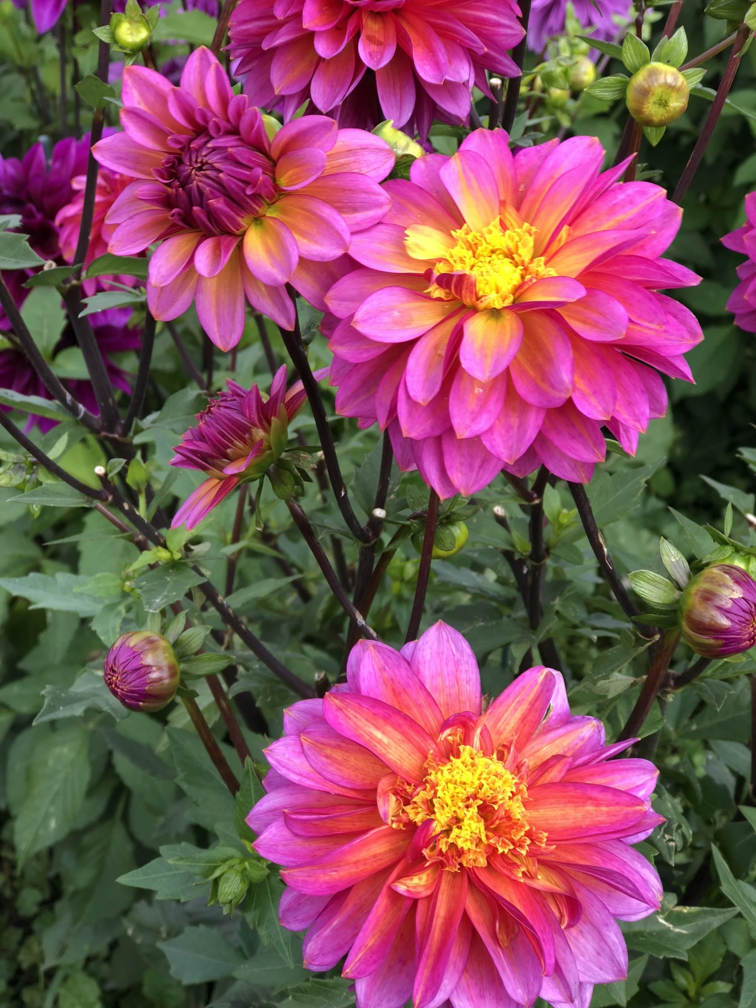 Wannabee — Dahlias by Julie